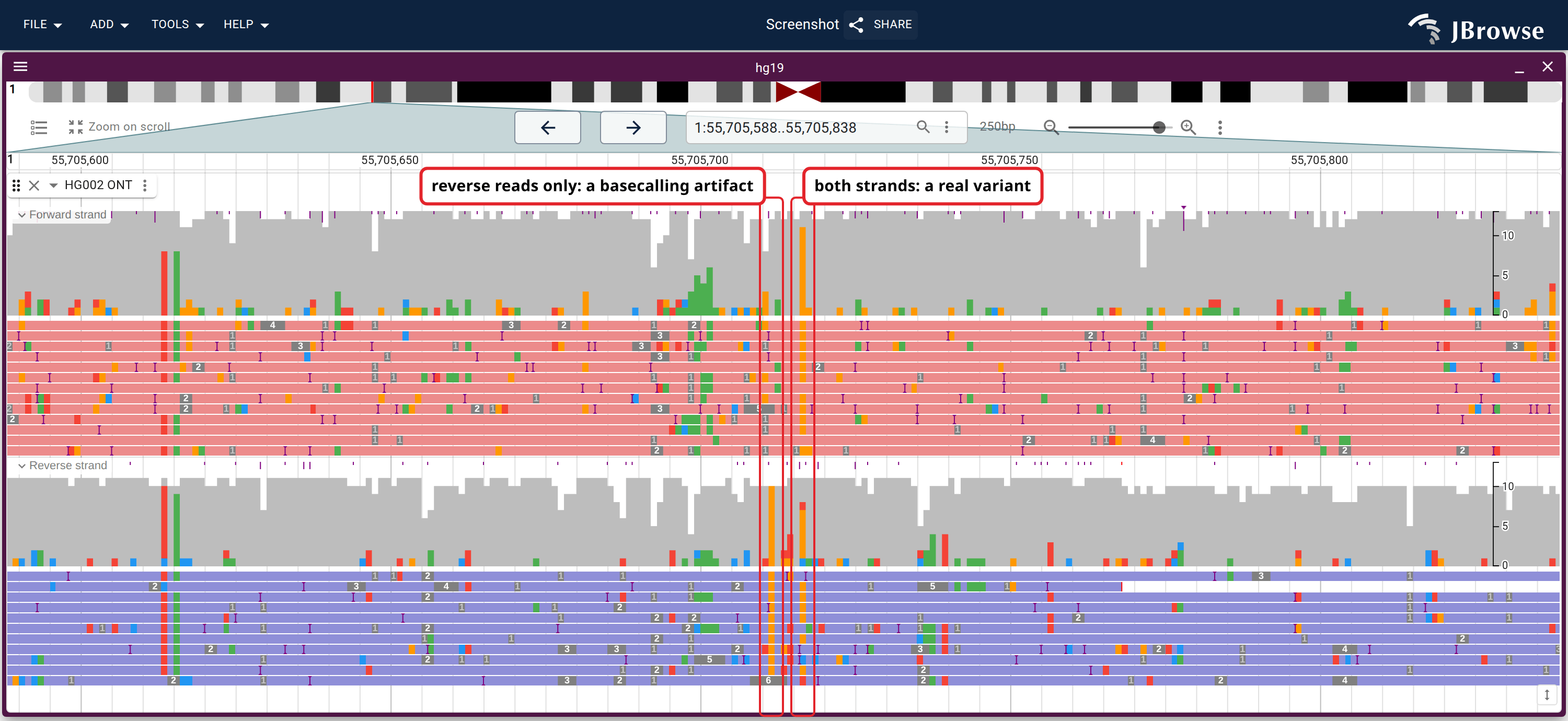 HG002 nanopore reads grouped by strand, each band colored from only its own strand's reads. At the left boxed column only the reverse reads disagree with the reference, a basecalling error; at the right one both strands do, a real variant.