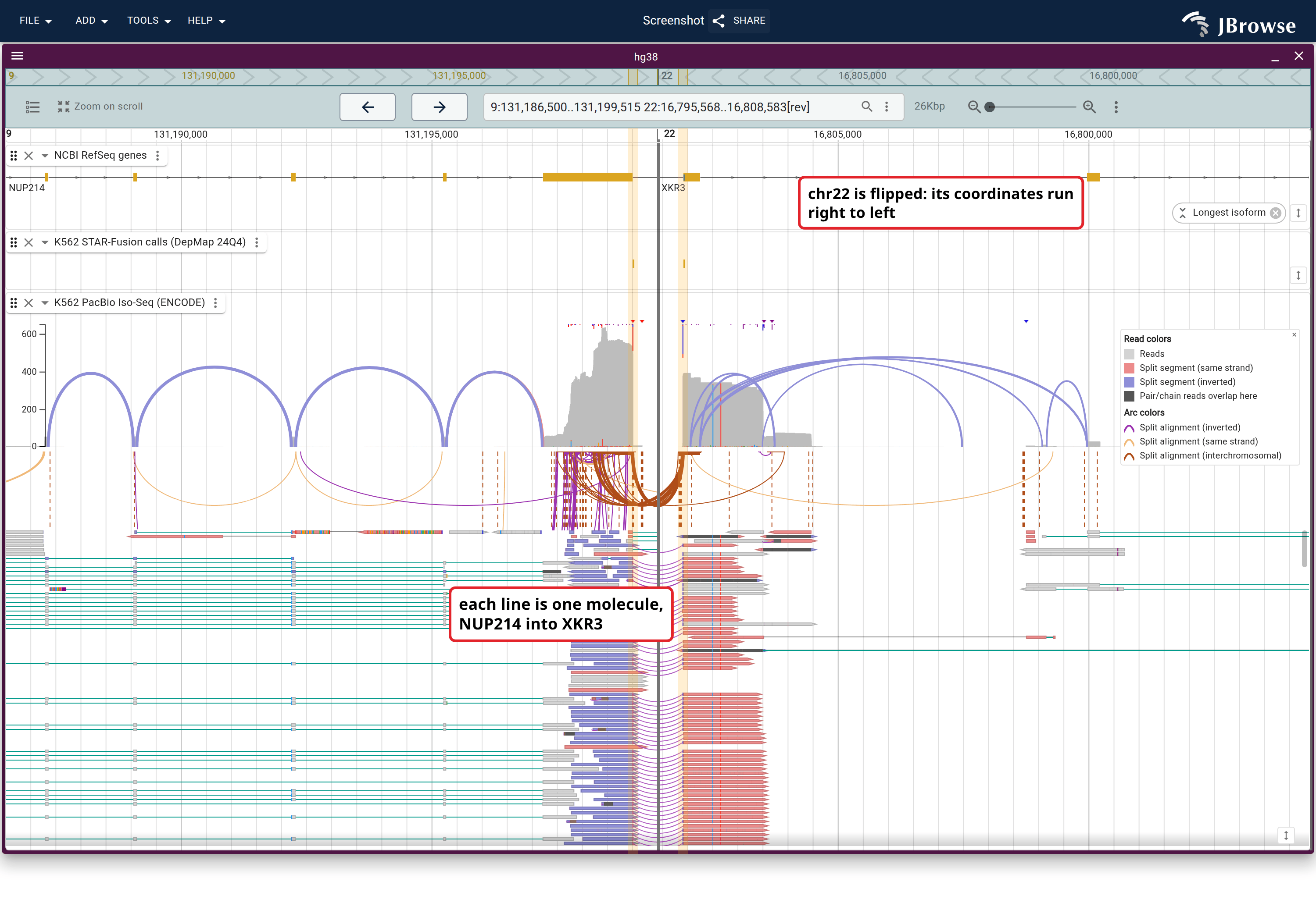 NUP214--XKR3 as two regions of one view with reads linked, opened from its row in the SV inspector. The breakpoints are banded green and each line is one Iso-Seq molecule running from NUP214 into XKR3.