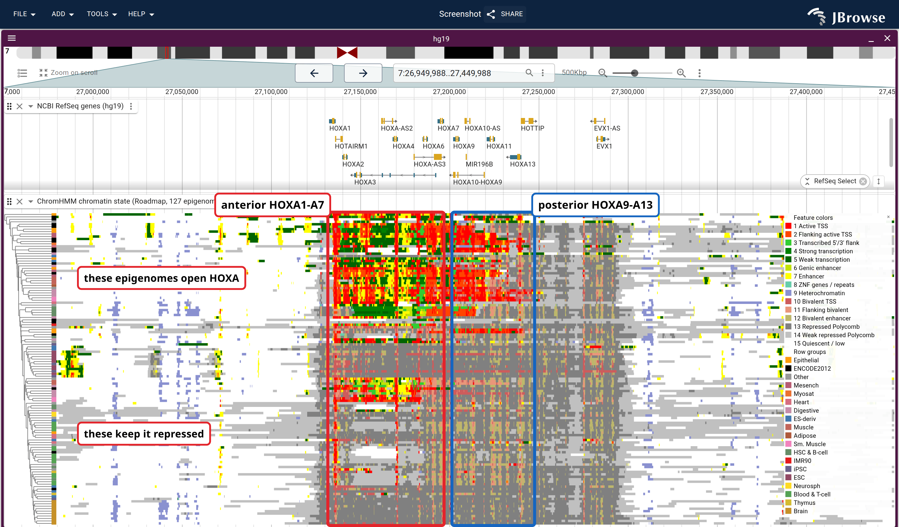 127 Roadmap epigenomes over HOXA, one row each, ordered by Cluster rows by similarity. One block of epigenomes opens the cluster; the rest hold it repressed. The stripe left of the painting is each row's Roadmap tissue group.