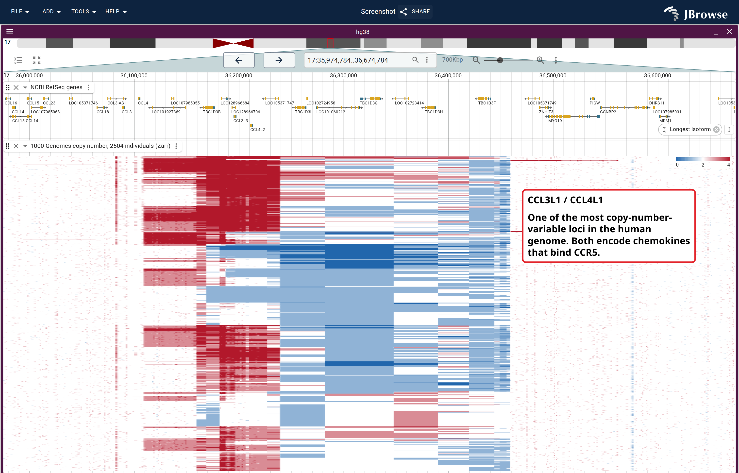 All 2504 individuals of the 1000 Genomes panel, clustered, from a single Zarr store. Red is a gain over the diploid baseline, blue a loss, white two copies: the CCL3L1/CCL4L1 block stands in flat diploid on both sides of it.