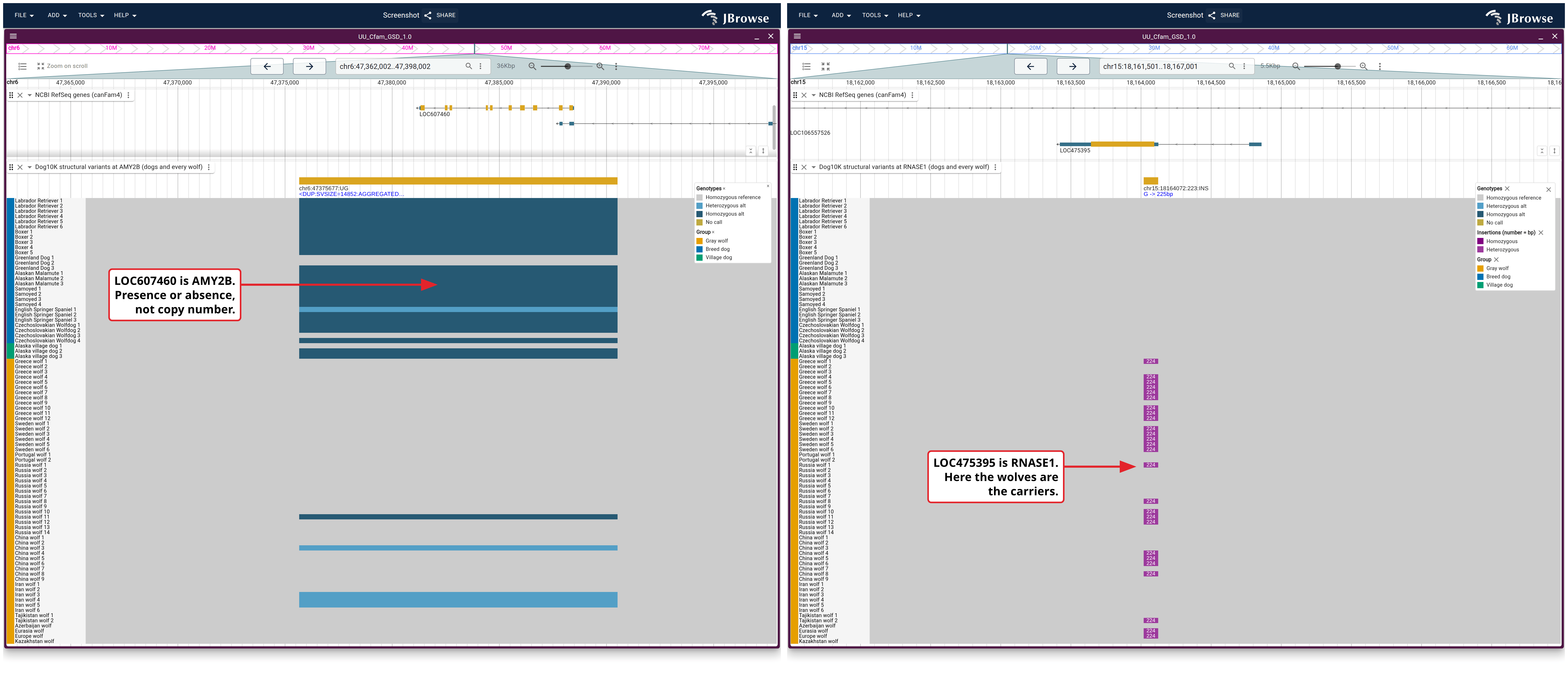 Left: a 14.9 kb duplication over pancreatic amylase. Right: a 223 bp insertion in pancreatic ribonuclease. Same 86 animals in the same order in both, so a row reads straight across: the dogs carry the amylase duplication and the wolves the ribonuclease insertion.