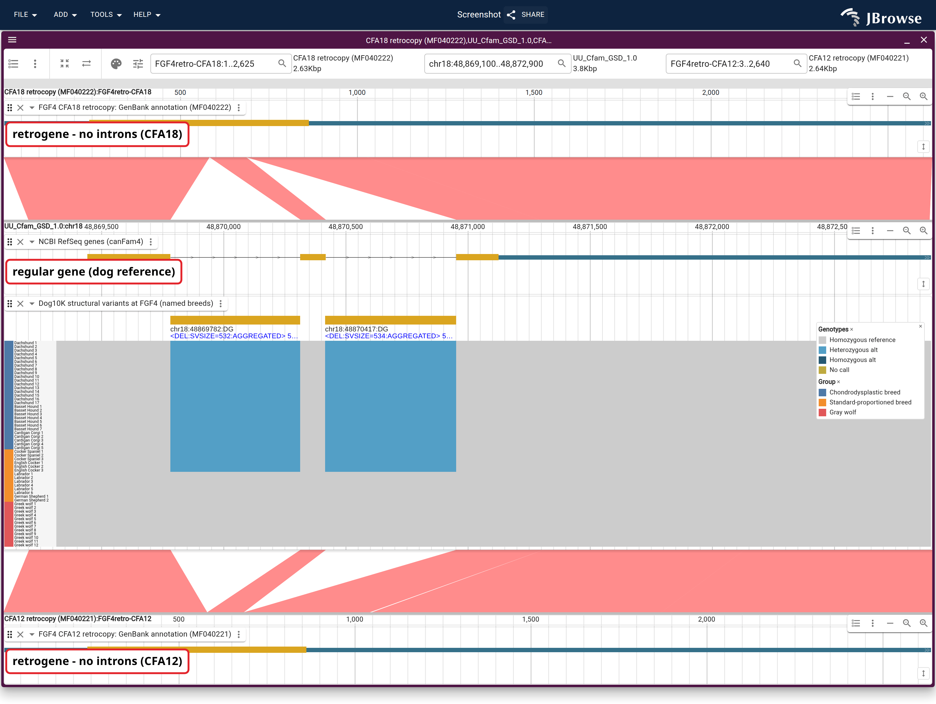 Two independent FGF4 retrocopies aligned to the parent gene between them, with the Manta calls at their own coordinates and then across 55 Dog10K genomes. Every ribbon gap falls on a parent intron and the blue blocks sit in those same two places.