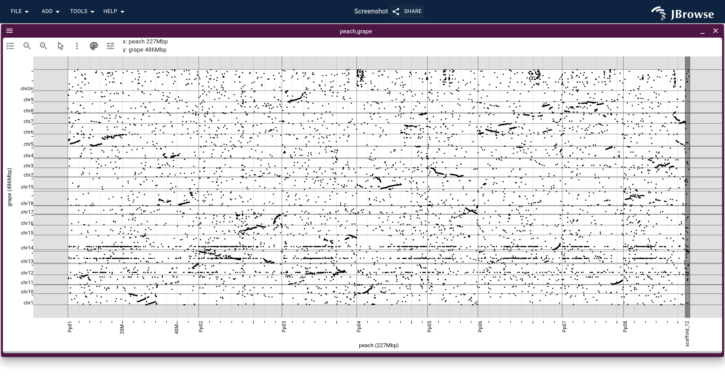 Grape (Y-axis) against peach (X-axis), with a minimum alignment length already applied. These two are divergent enough that every block still draws as a single dot and no diagonal survives. The horizontal band across grape chr12 is a repeat-rich region rather than synteny.