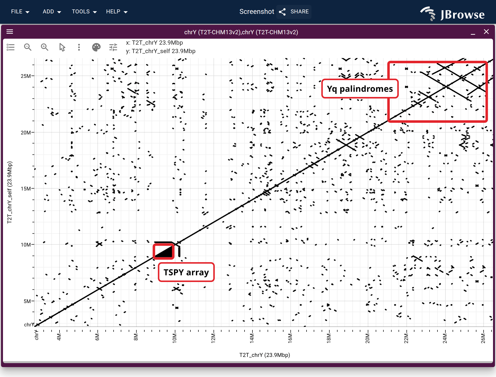 T2T-CHM13v2 chrY aligned to itself over the euchromatic male-specific region, at a 25 kb minimum length. Boxed on the diagonal, the TSPY tandem array; boxed off it, the P1 to P5 Yq palindrome family, each arm meeting its own inverted copy.