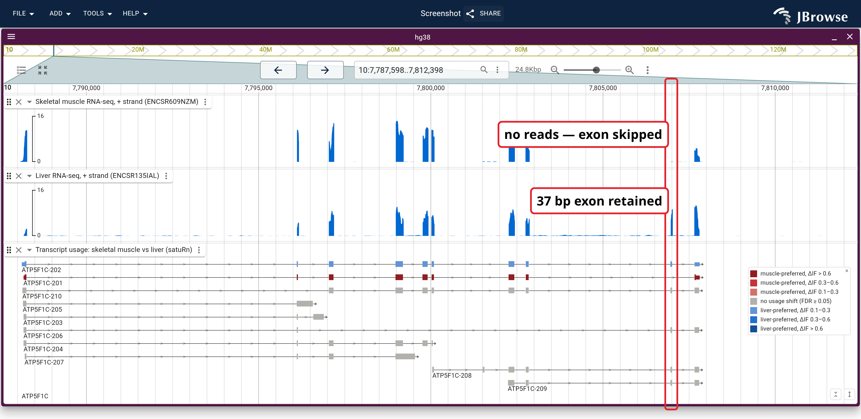 ATP5F1C on hg38. ENCODE skeletal-muscle and liver RNA-seq coverage on a shared scale, over GENCODE transcripts colored by the isoform-fraction change satuRn measured between the two tissues. The marked column is the cassette exon, where the muscle lane is flat and the liver lane peaks.