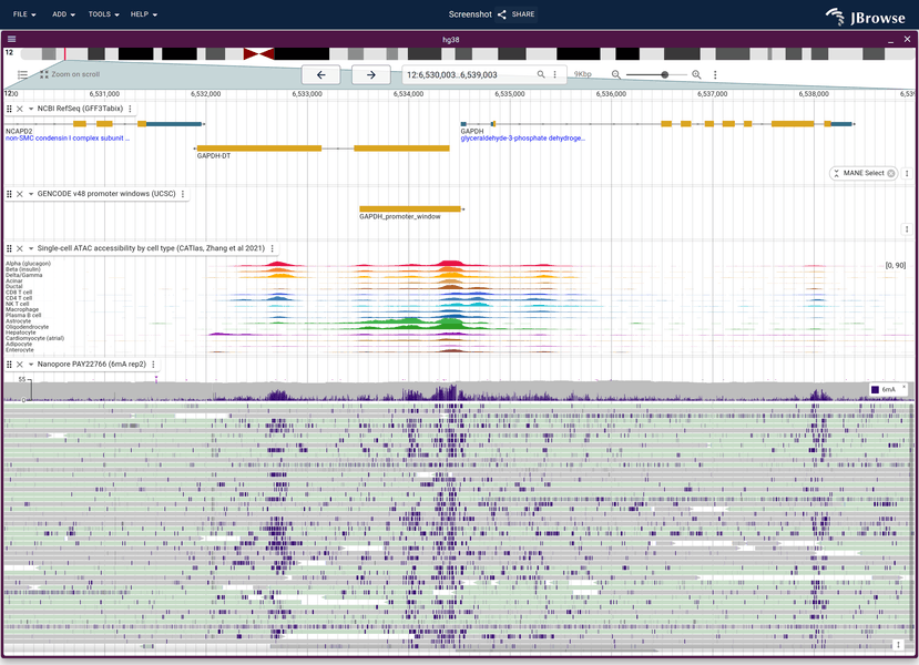Fiber-seq base modifications
