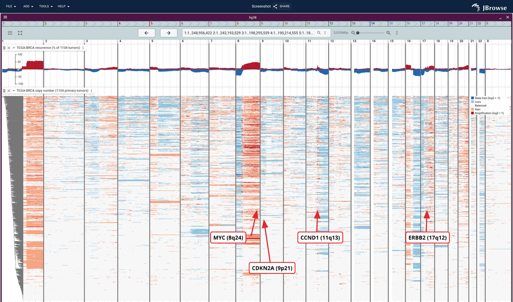 TCGA-BRCA cohort copy number