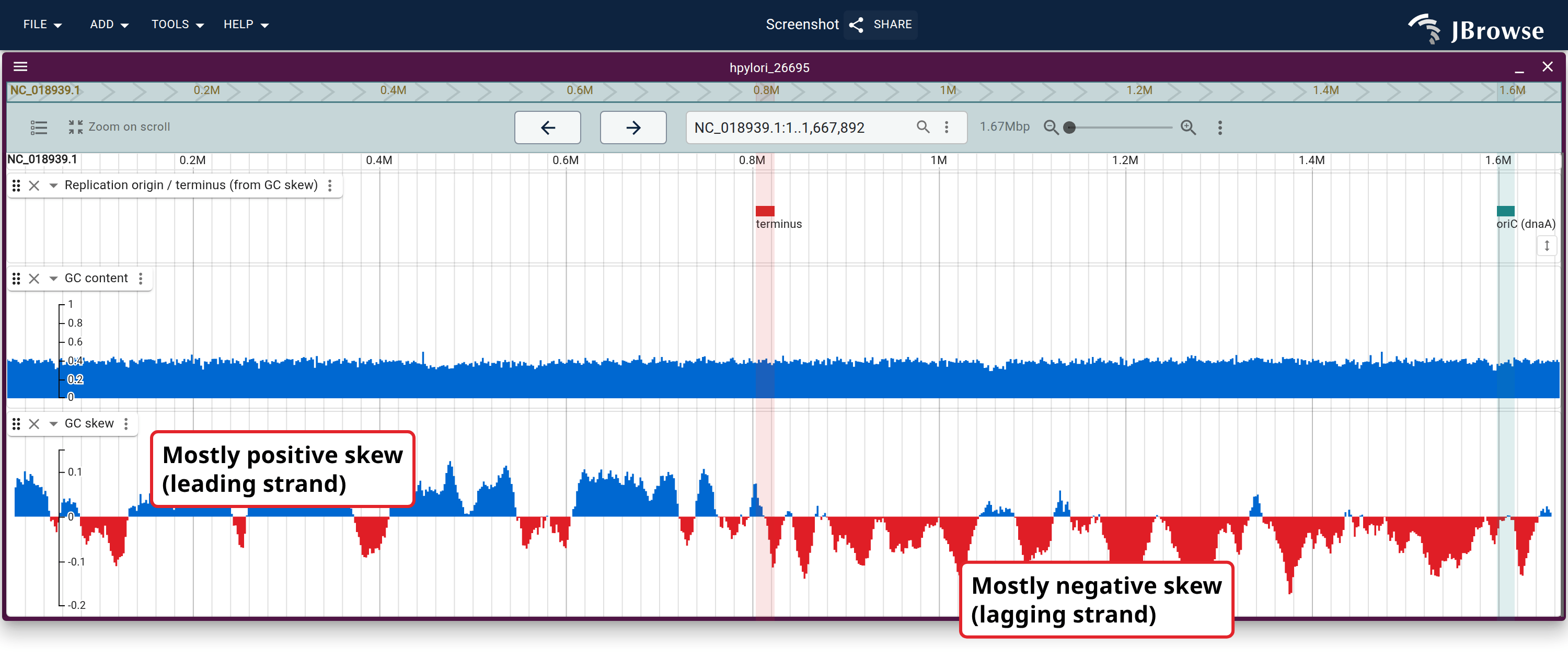 GC content (top, XY plot) and GC skew (bottom) computed on the fly across the whole H. pylori 26695 chromosome. The skew flips sign at the two points the Replication origin / terminus track marks.