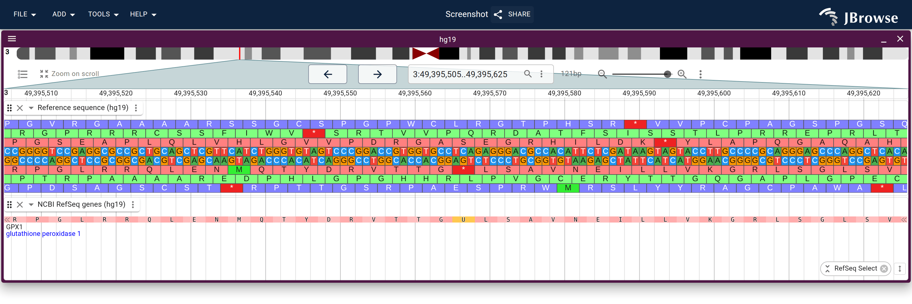 The selenoprotein GPX1 on hg19. Its in-frame UGA codon is recoded to selenocysteine via the GFF transl_except attribute, so codon 49 draws as a highlighted U rather than a stop. The reference sequence track's plain six-frame translation above still shows a stop there.