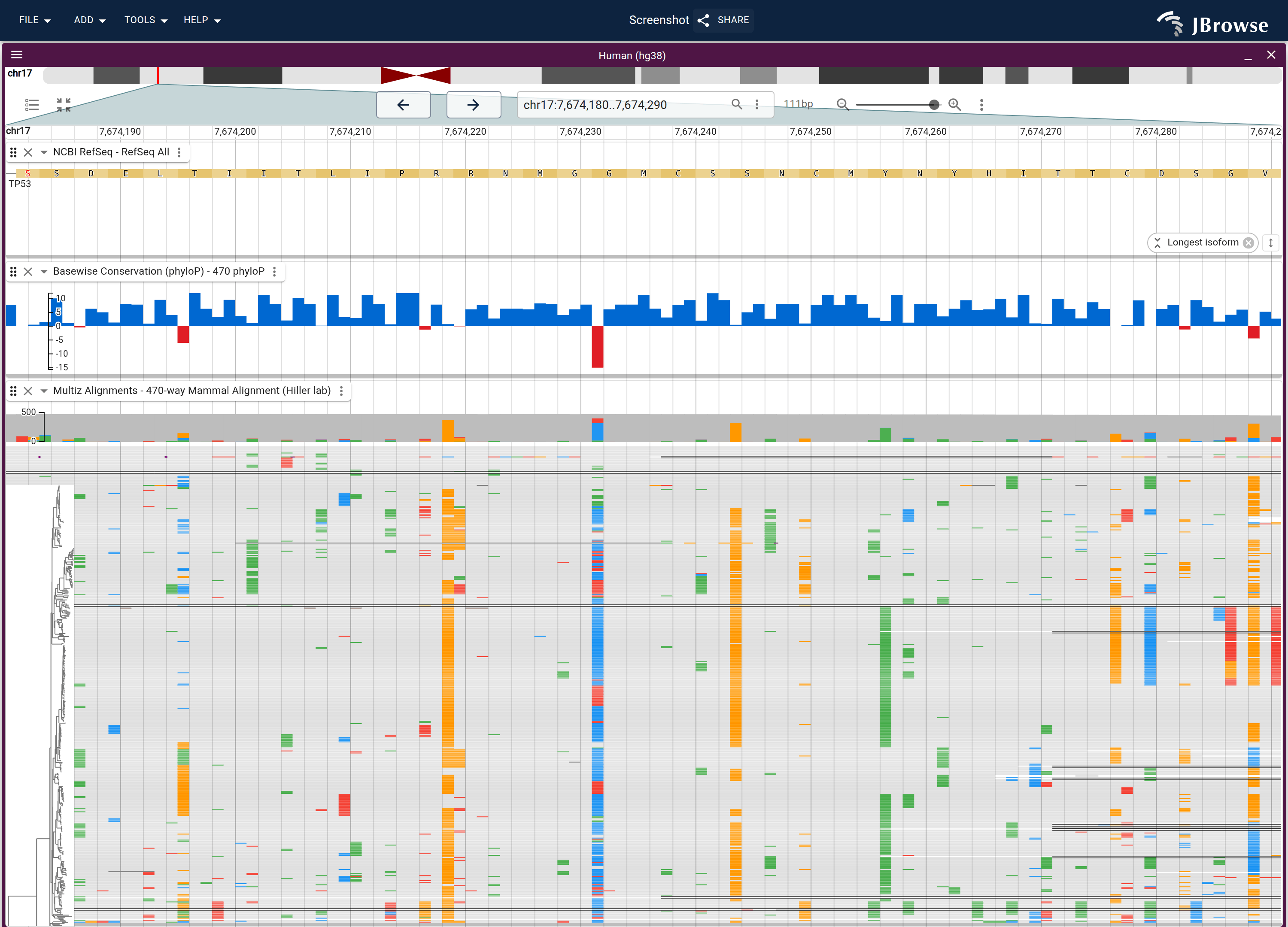TP53's DNA binding domain at base zoom: one transcript, phyloP 470-way, and the 470-way multiz alignment it was computed from. A base is drawn only where it differs from human.