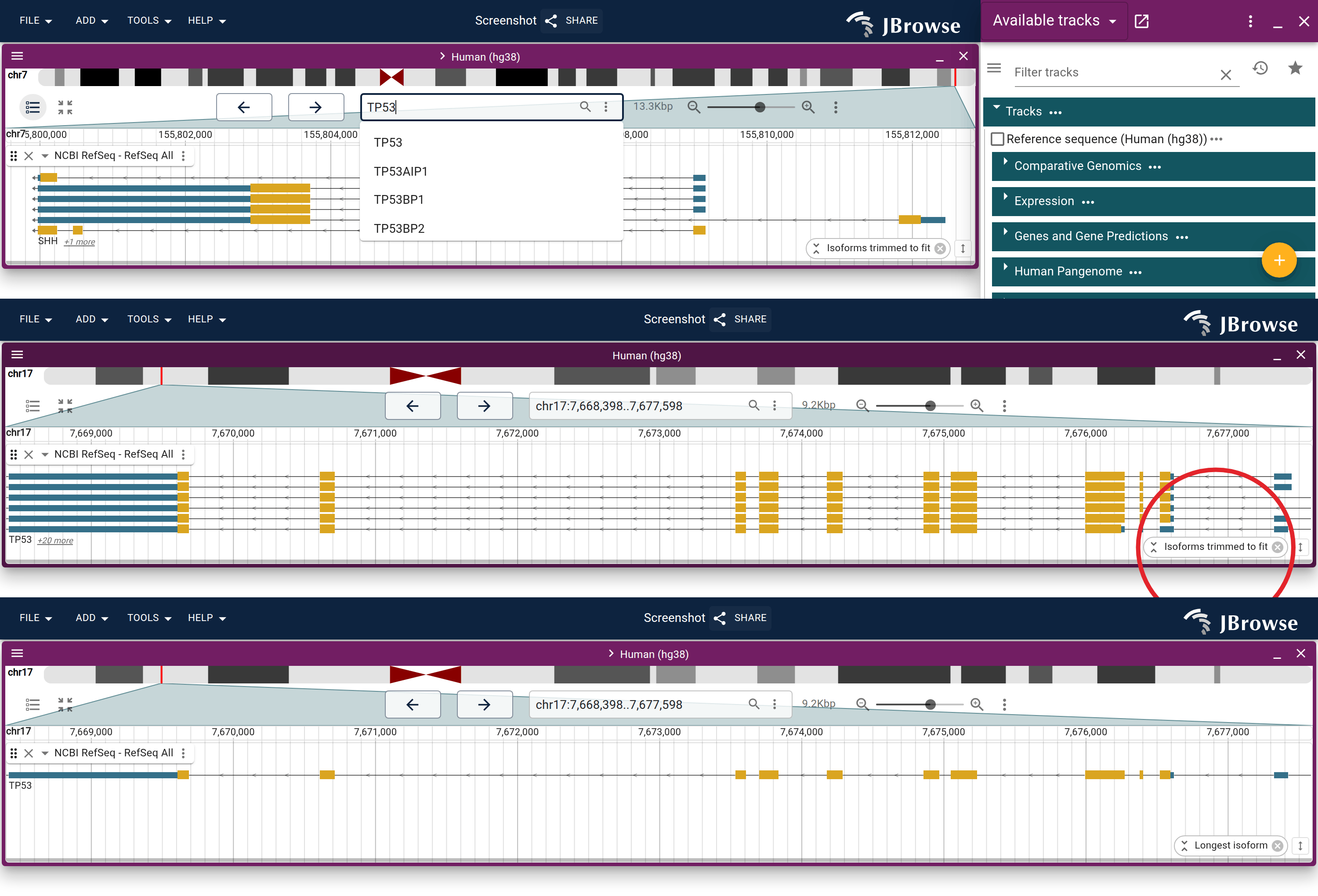 Top: TP53 typed into the location box, answered by the config's own name index. Middle: what Enter opens, as many transcripts as the track's height holds, the gene labelled TP53 +20 more for the ones it does not, and the isoform control circled. Bottom: the same view after picking Representative transcript from it.