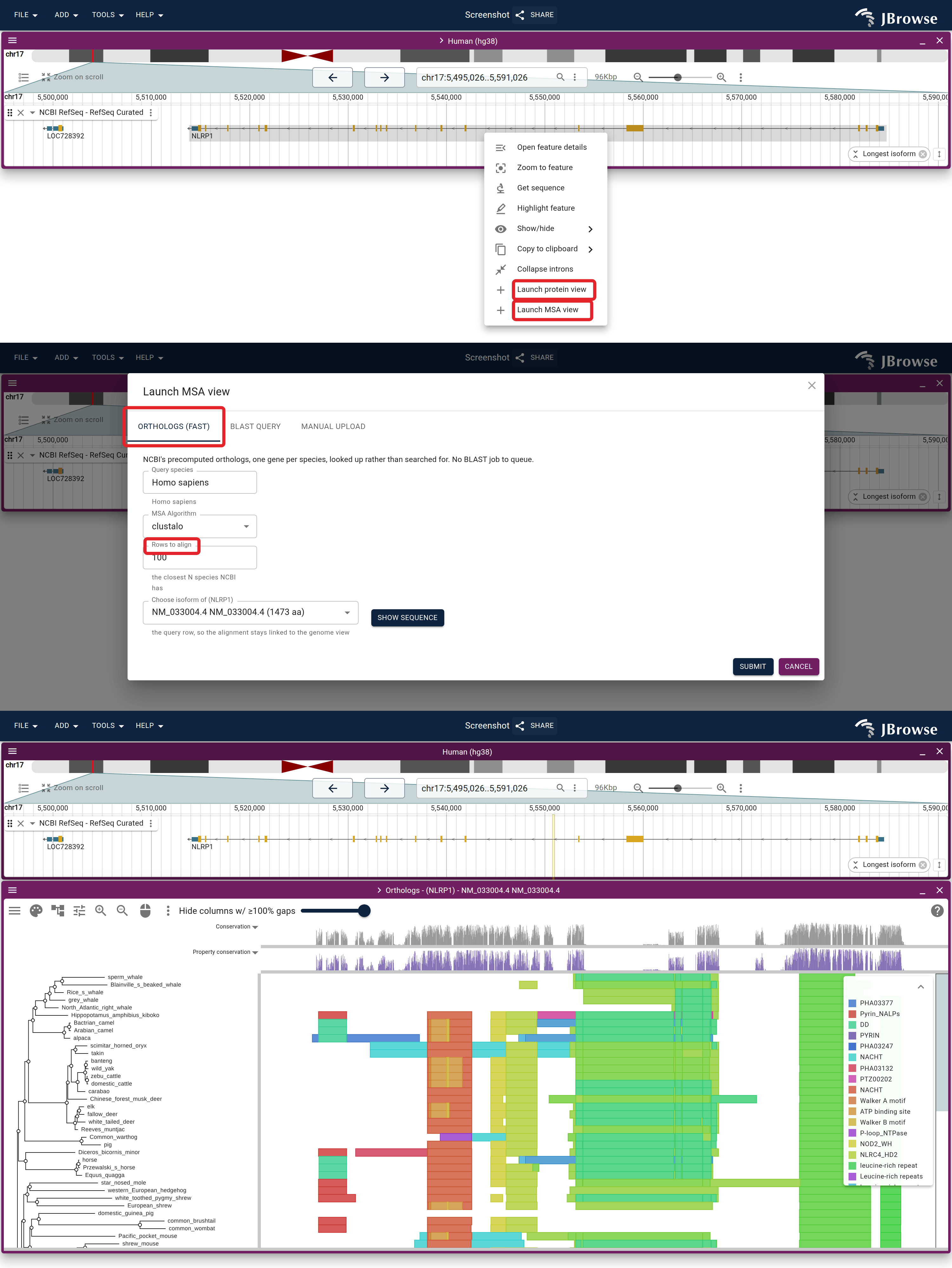 The whole path on NLRP1: the right-click menu, the Launch MSA view dialog on its Orthologs tab, and the alignment Submit builds. In the panel the leftmost block comes and goes down the rows while the stack to the right of it is on every one.