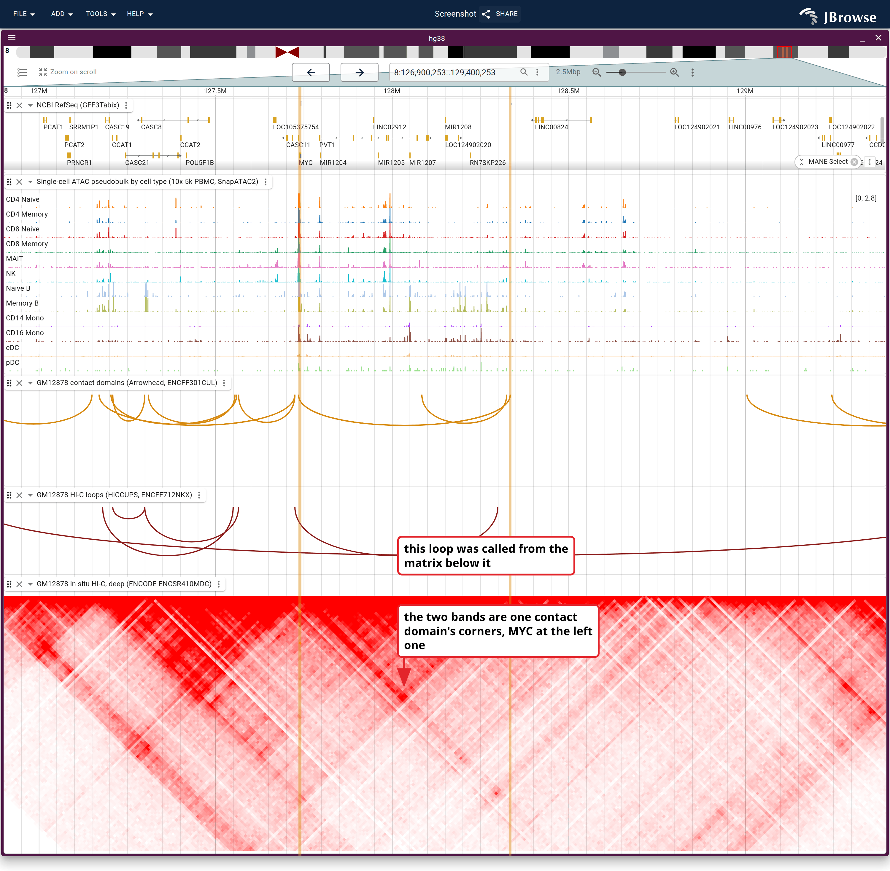 Bands on the two corners of one MYC contact domain, with its Arrowhead arc, its bounding HiCCUPS loop and the denser triangle in the matrix all ending on them, under twelve single-cell ATAC pseudobulks.
