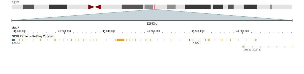The BRCA1 gene, reached by typing its name instead of its coordinates