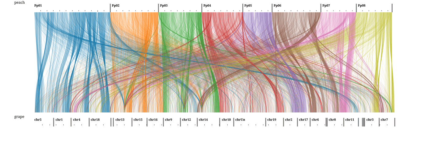 Whole-genome synteny, grape vs peach, with autoDiagonalize and colorBy query