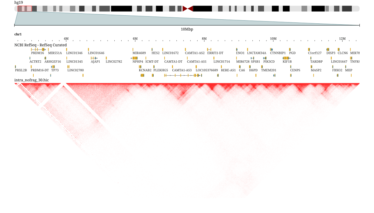 Hi-C contact matrix as a triangular heatmap showing TAD structure along hg19 chr1