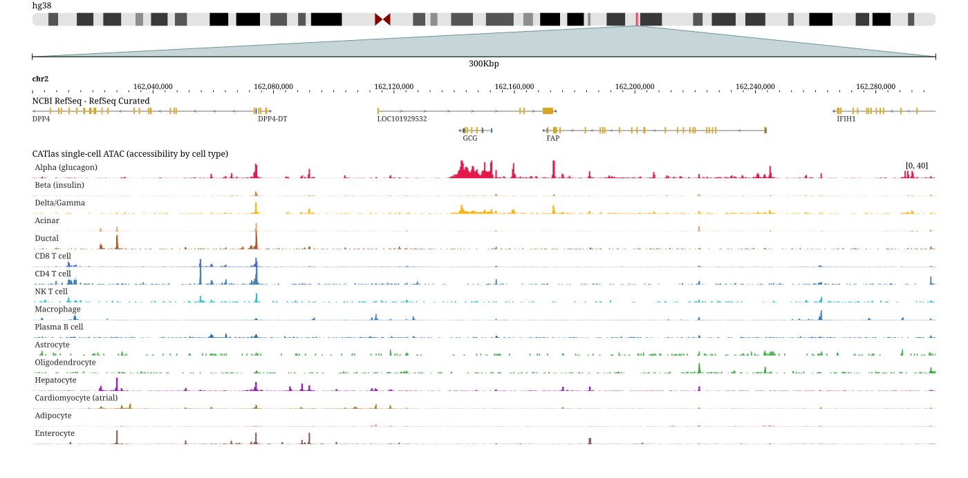 CATlas single-cell ATAC accessibility across 16 cell types over the GCG locus, with the Alpha (glucagon) row showing cell-type-specific open chromatin