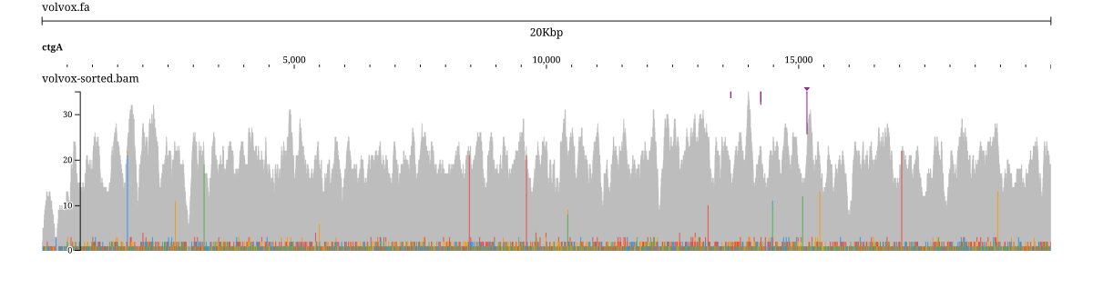 The same volvox alignments as a coverage histogram alone, with the read pileup hidden