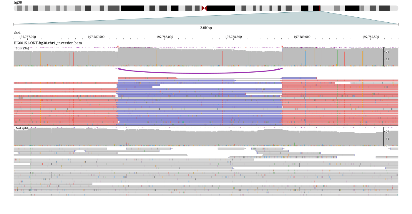 HG00151 ONT long reads over a ~1.2 kb chr1 inversion, grouped on SA-tag presence: the split reads sit in their own section under the purple junction arcs, chained so a blue reverse-strand core runs between red forward-strand flanks