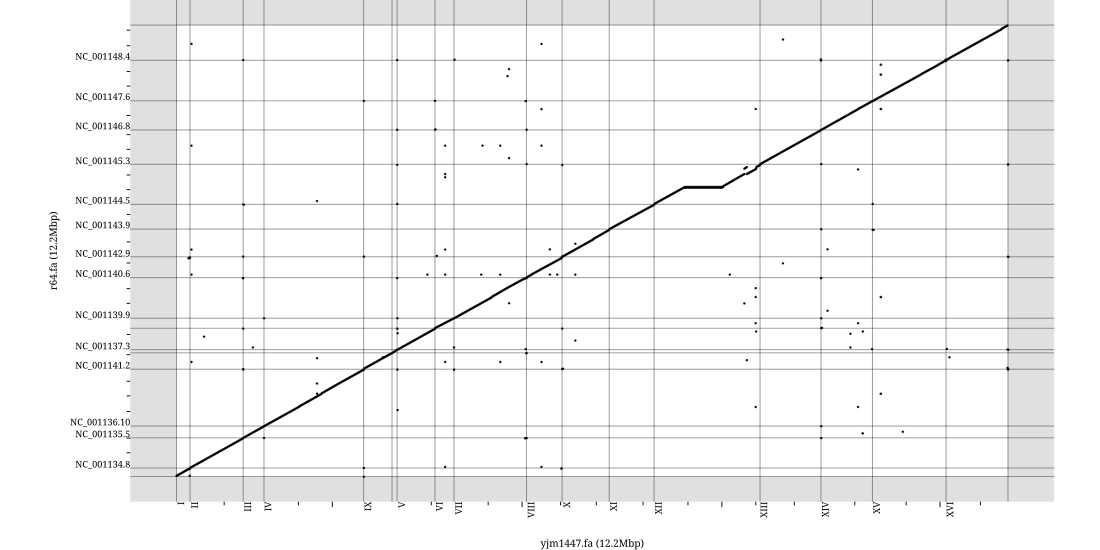 Whole-genome dotplot of two yeast assemblies (R64 vs the YJM1447 strain)
