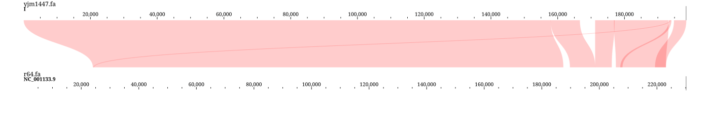 Linear synteny ribbon between YJM1447 chr I and R64 chr I