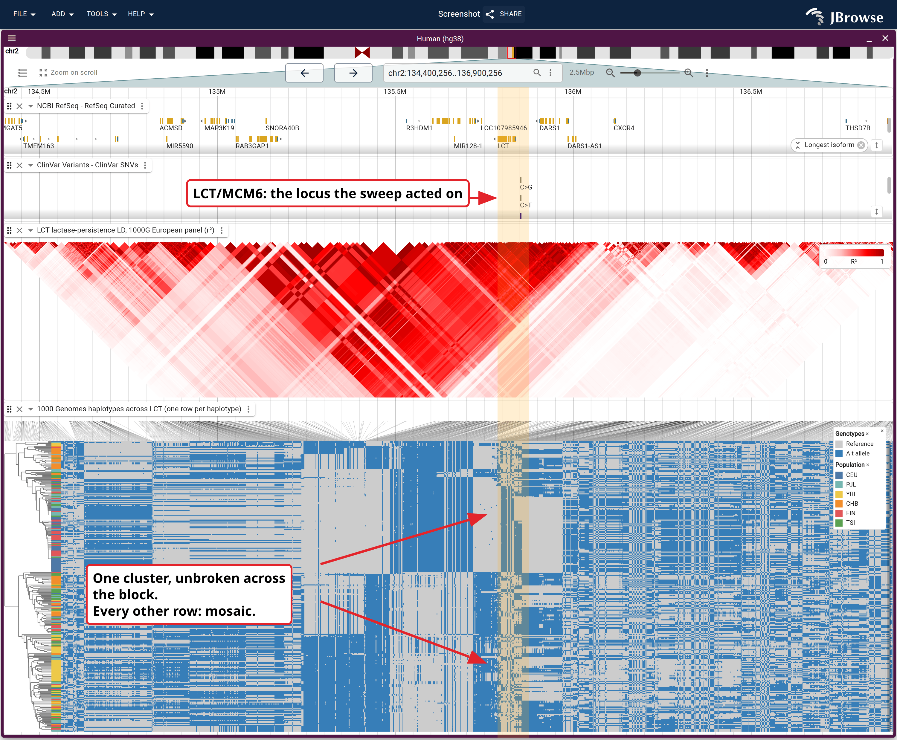 An LD triangle over the haplotypes it summarises: 1000 Genomes chromosomes at LCT/MCM6, one row each, clustered by genotype. The pale slab is one cluster of near-identical chromosomes, uniform across the block that fills the triangle above.
