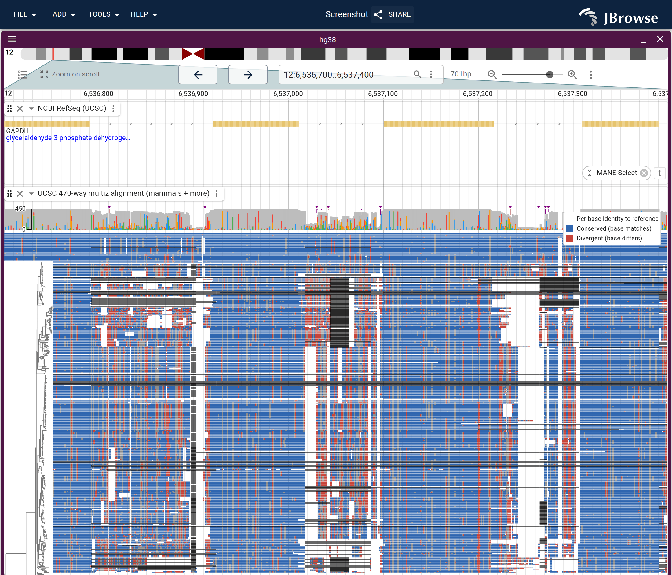 The UCSC hg38 470-way multiz over the GAPDH locus, every species at once. Conserved coding columns run blue top-to-bottom across the whole phylogeny; gaps and less-conserved regions break up as red and white streaks.