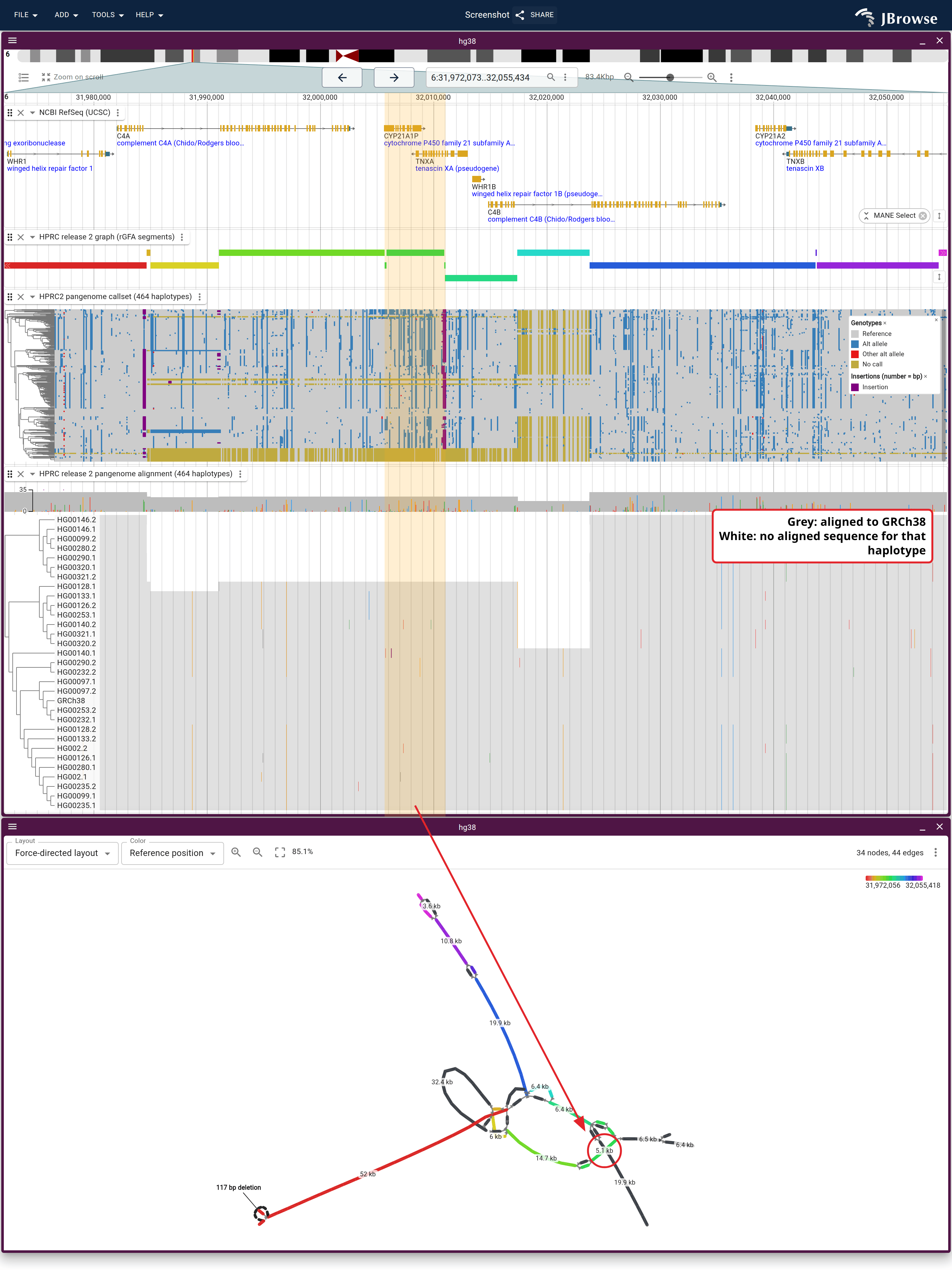 The C4 locus on one axis: the NCBI RefSeq genes, the graph's rGFA segments, the callset's 464 haplotypes clustered by genotype, thirty-two of those haplotypes as alignment rows clustered by identity, and the same window as a force-directed subgraph. The band marks the pseudogene pair between C4A and C4B, where the haplotypes that carry nothing there gather into a block.