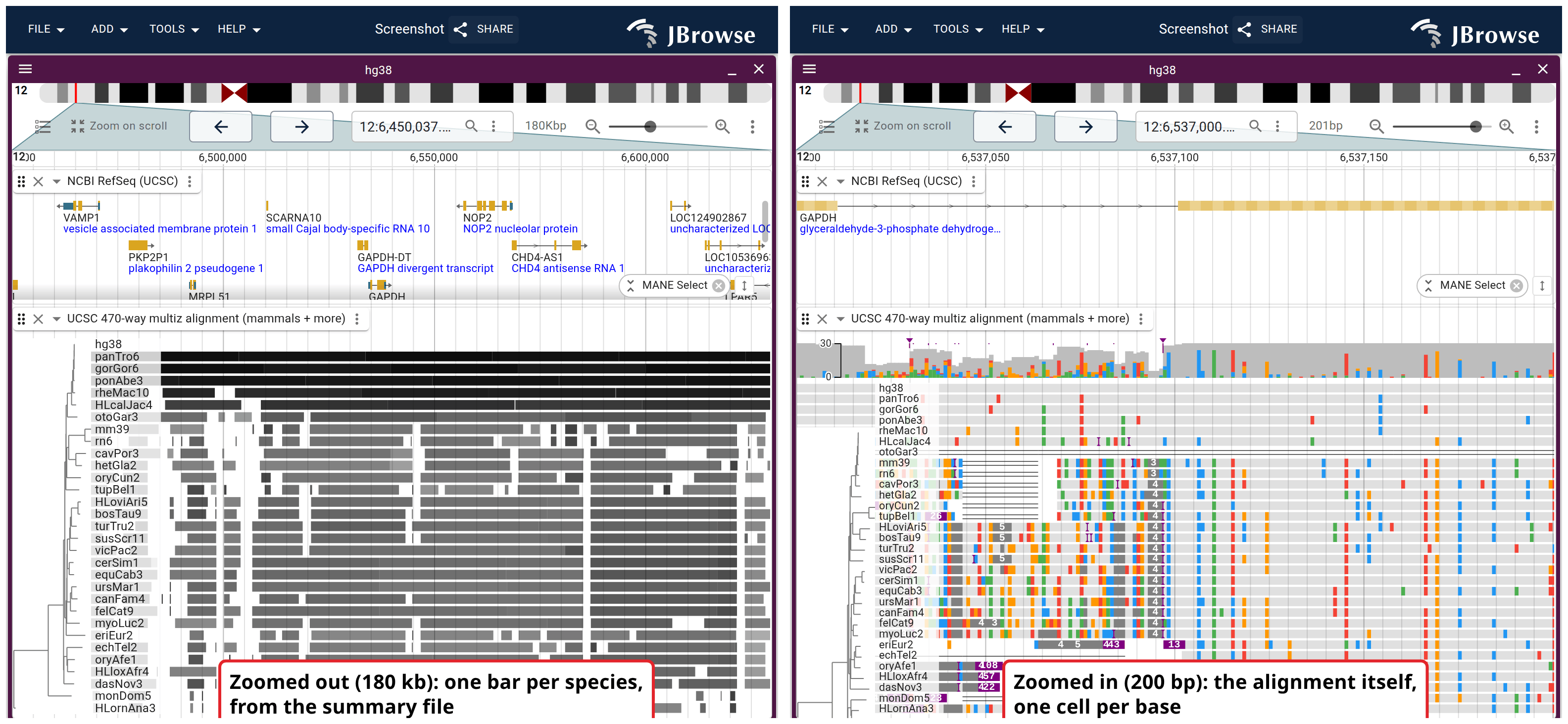 The UCSC hg38 470-way narrowed to ~30 representative mammals, over GAPDH at two zooms. At 180 kb (top) the track reads its summary file, one grey bar per species per aligned region. At 200 bp (bottom) it draws the alignment itself, one colored cell per base, with the coverage band above.
