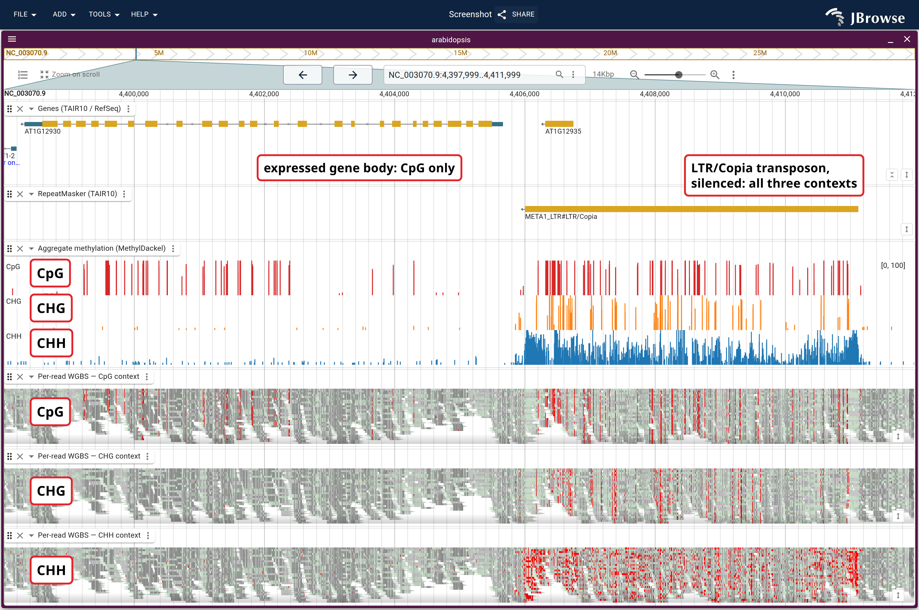 TAIR10 genes, the RepeatMasker lane, the aggregate MethylDackel track, and three copies of the same WGBS pileup colored by CpG, CHG and CHH. AT1G12930 is red in CpG only; the LTR/Copia element on the right is red in all three.