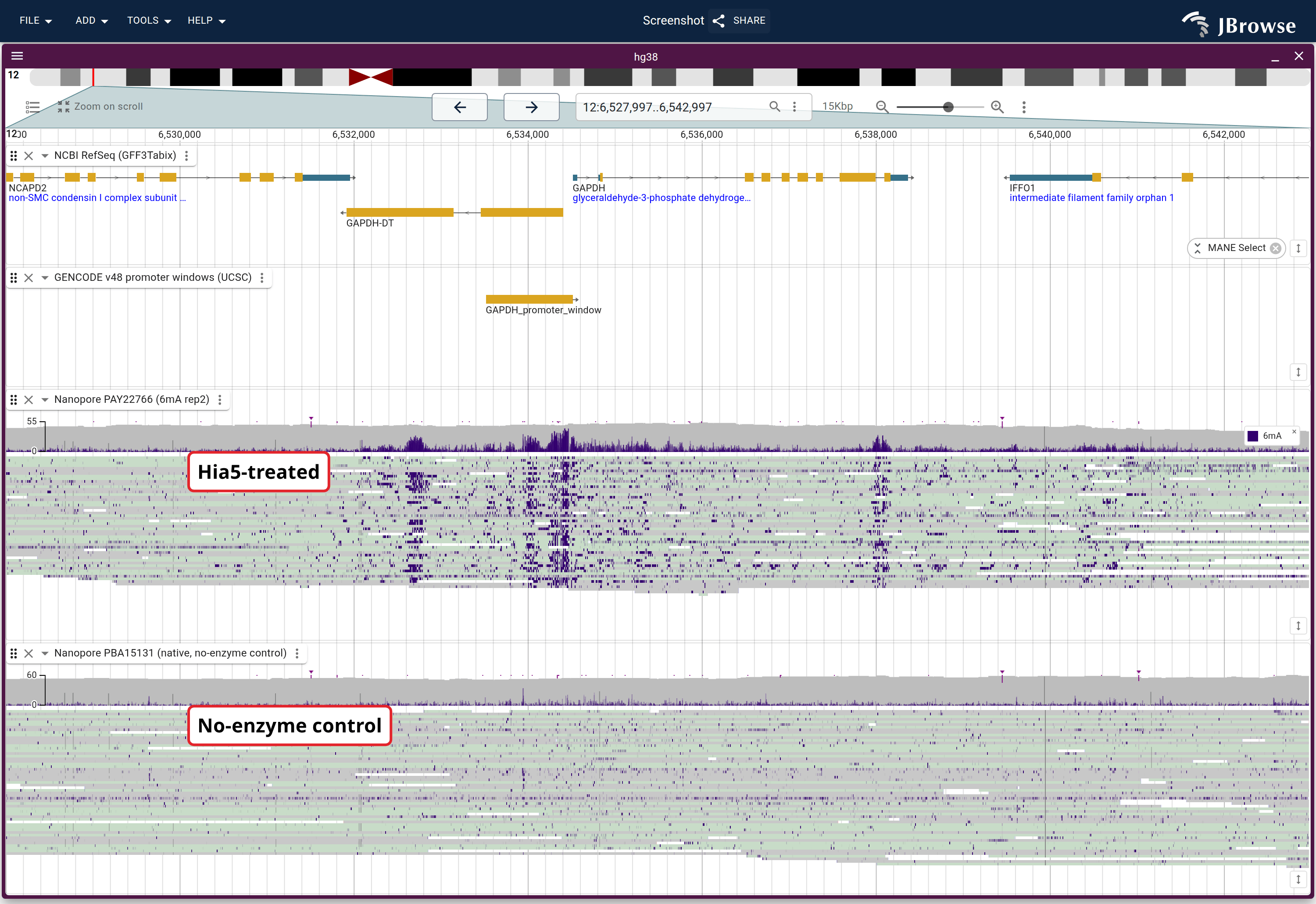 ONT HG002 fiber-seq at the GAPDH promoter in modifications mode, where purple marks are 6mA calls left on accessible DNA. The treated sample (top) piles them over the promoter; the no-enzyme control (bottom) carries only scattered background.