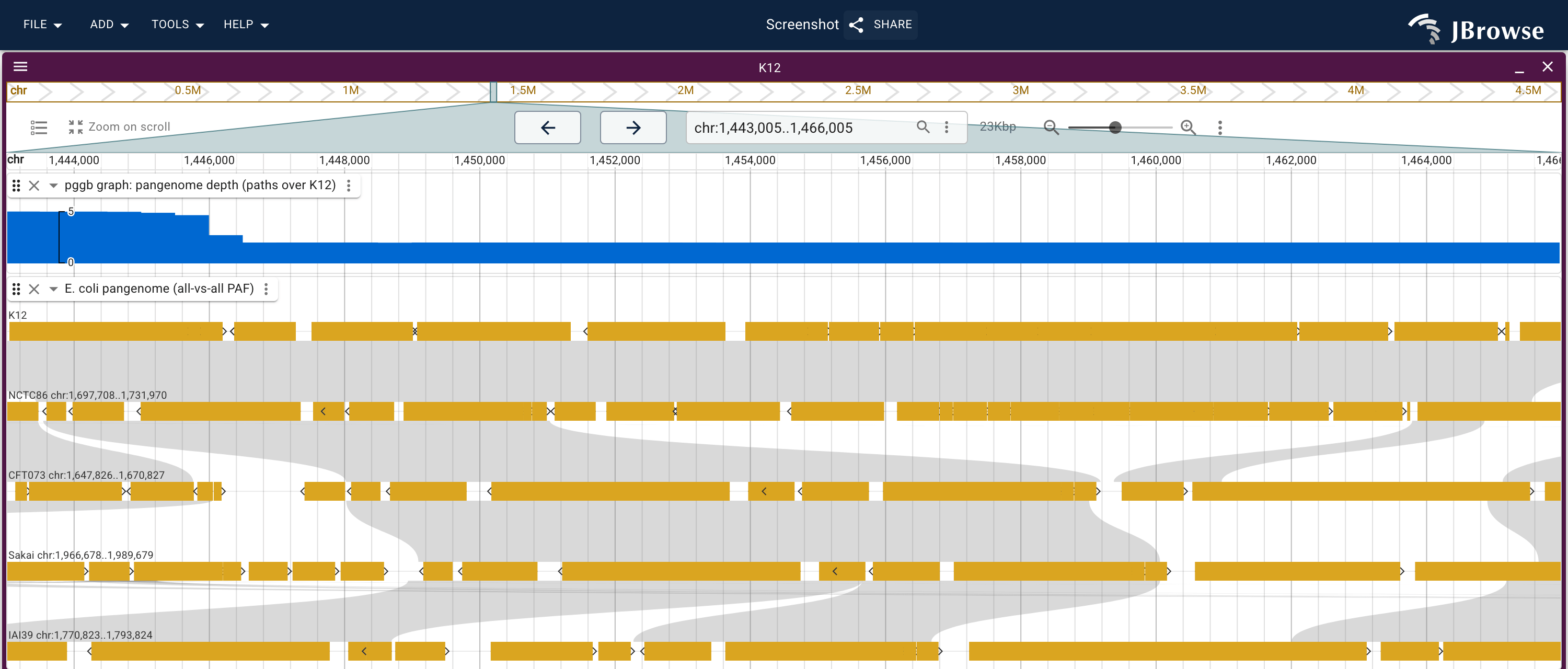 The paa operon island on K-12, read twice: the pangenome graph-depth wiggle steps down where fewer genomes carry the sequence, and the all-vs-all lanes below name them. K-12 and NCTC86 carry the island, and the white wedges in the ribbon bands are the strains whose alignment skips it.