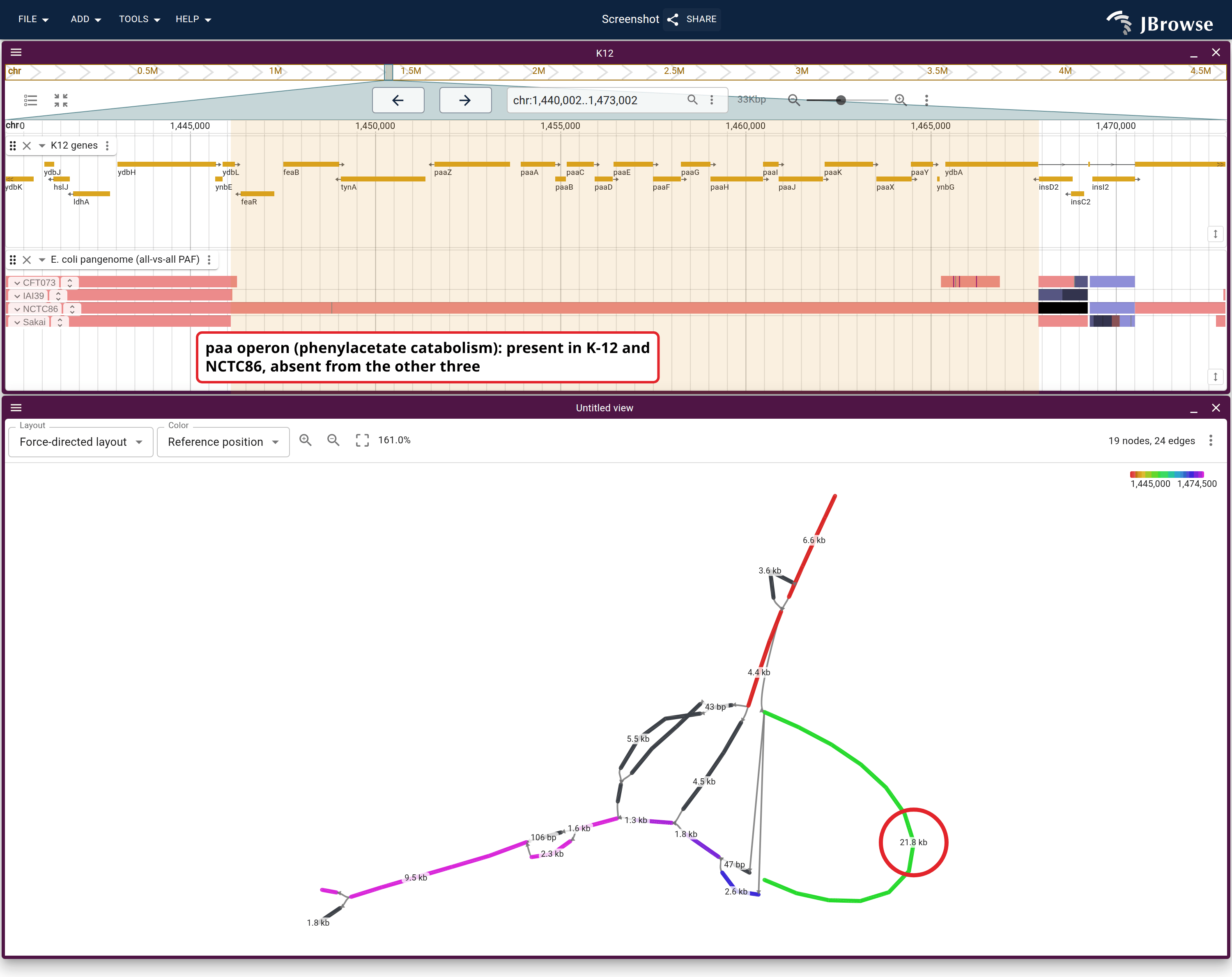 Above, one track with one lane per strain: K-12 against every other sample in the file, grouped by mate assembly. Below, the same window as a graph, where the short arm beside the ringed node is the detour the other three take.