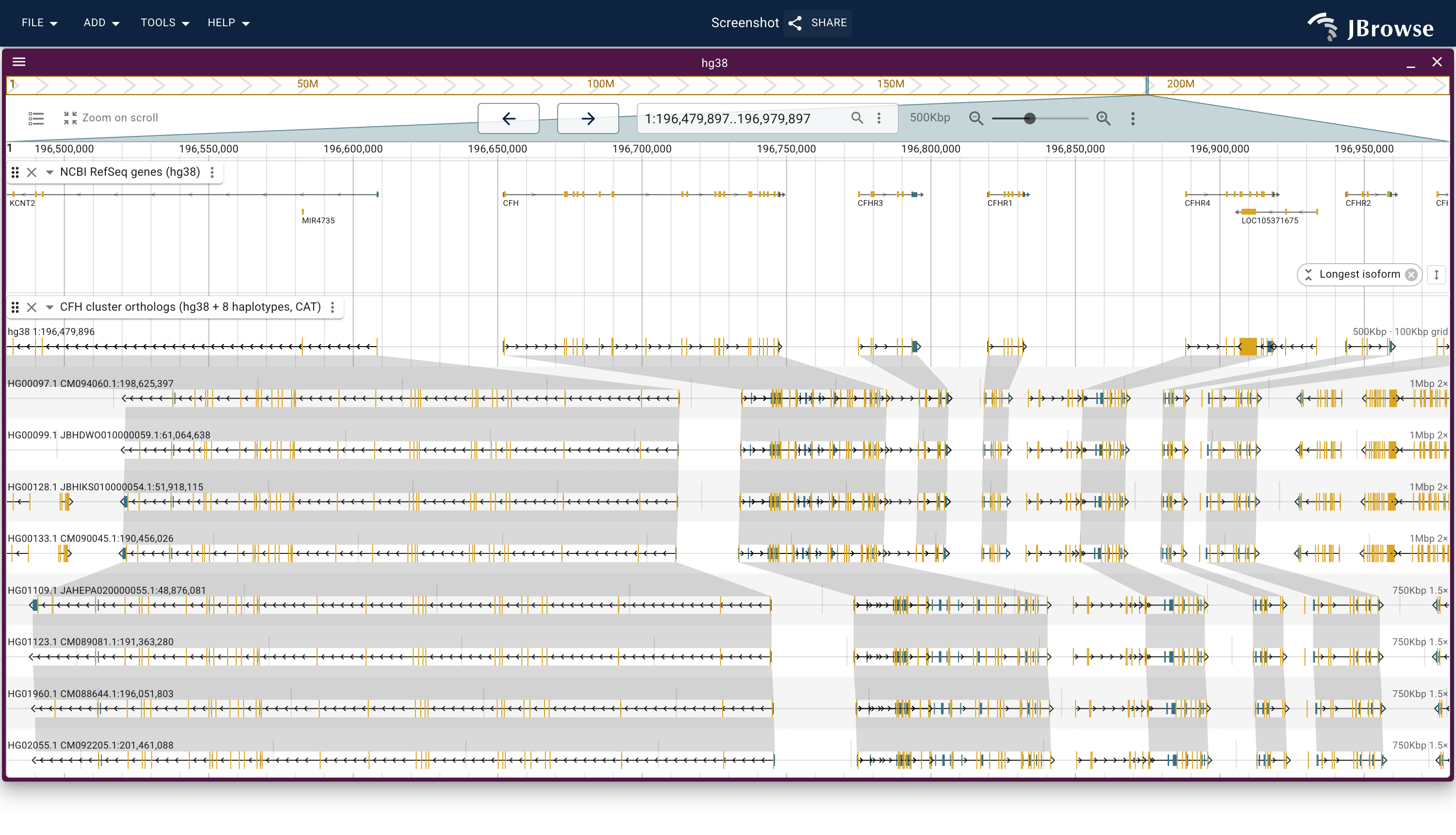 The complement factor H cluster on chr1: hg38 genes over one multi-way track with a lane per HPRC haplotype, the ones homozygous reference at the CFHR3/CFHR1 site above the ones homozygous for the deletion, each carrying its own CAT gene models on its own contig. The CFHR3 and CFHR1 chains stop where the carriers begin, and every flanking gene's chain runs the whole way down.