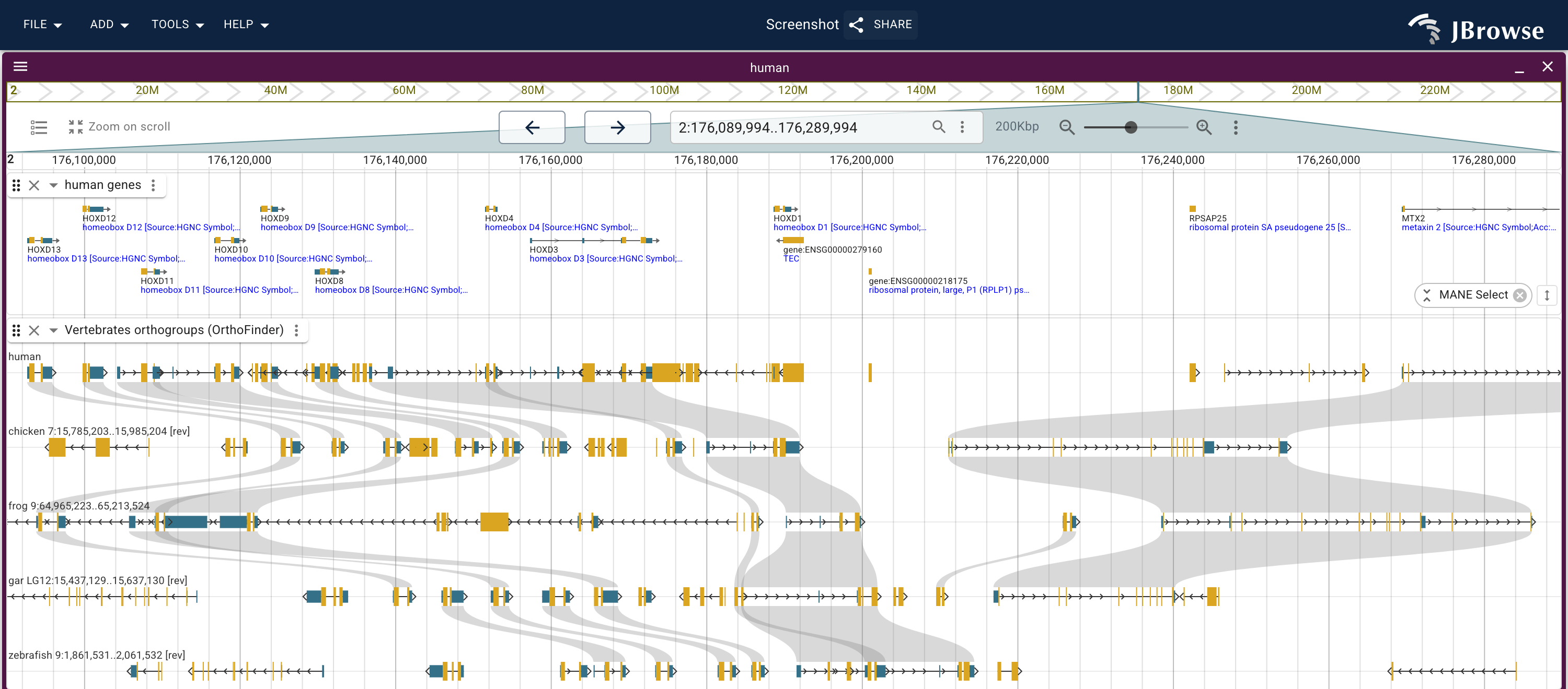 The human HOXD cluster over chicken, frog, gar and zebrafish lanes from one OrthoFinder orthogroups track. The cluster's block stays syntenic in every lane, each lane names its own chromosome and orientation, and the ribbon chains thin outside it where the orthogroups scatter.