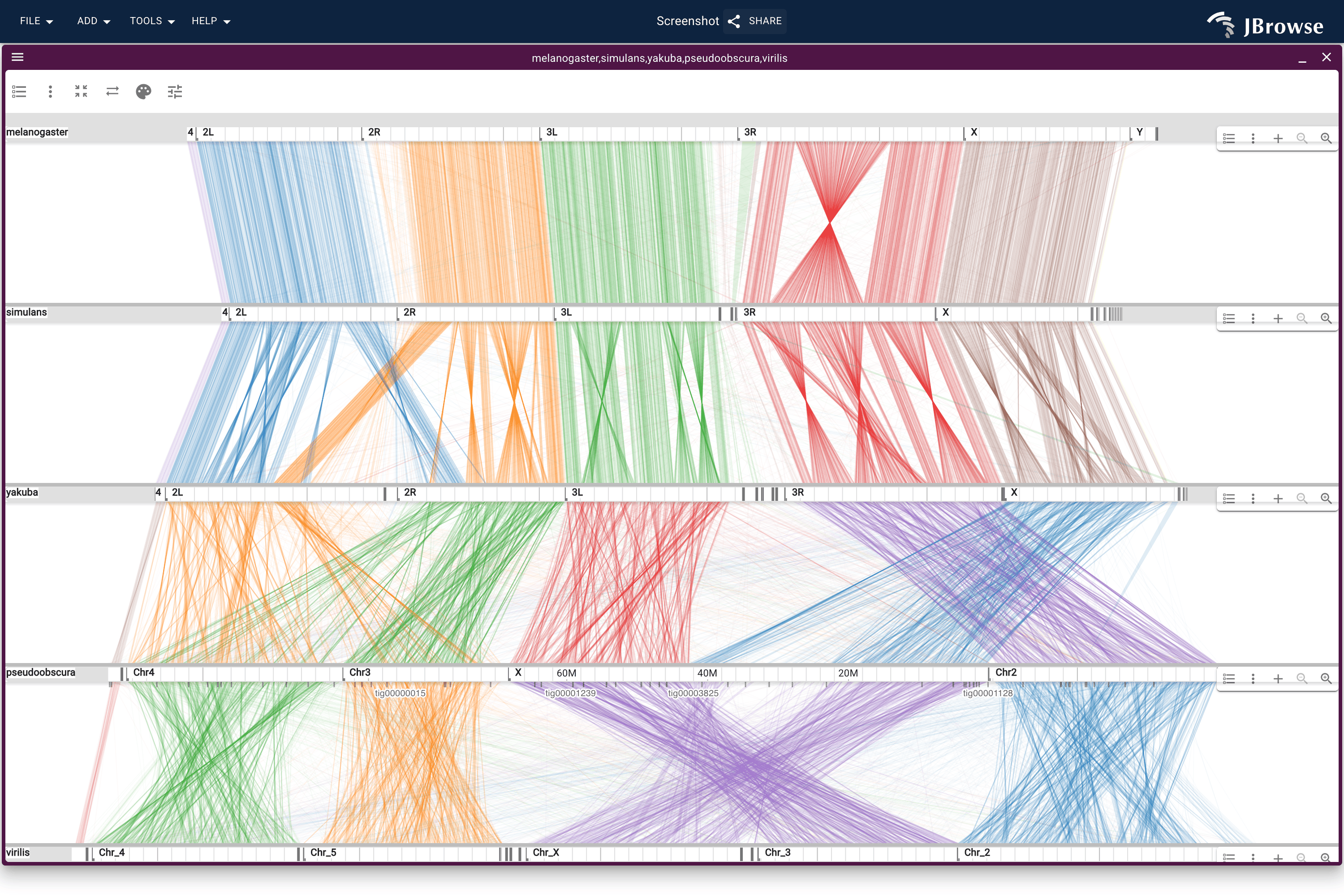 Five Drosophila genomes stacked on OrthoFinder orthogroups: melanogaster, simulans, yakuba, pseudoobscura, virilis, on one bp/px. Each melanogaster arm's colour lands on a single chromosome in every row below, and the bundles cross themselves where inversions have accumulated.
