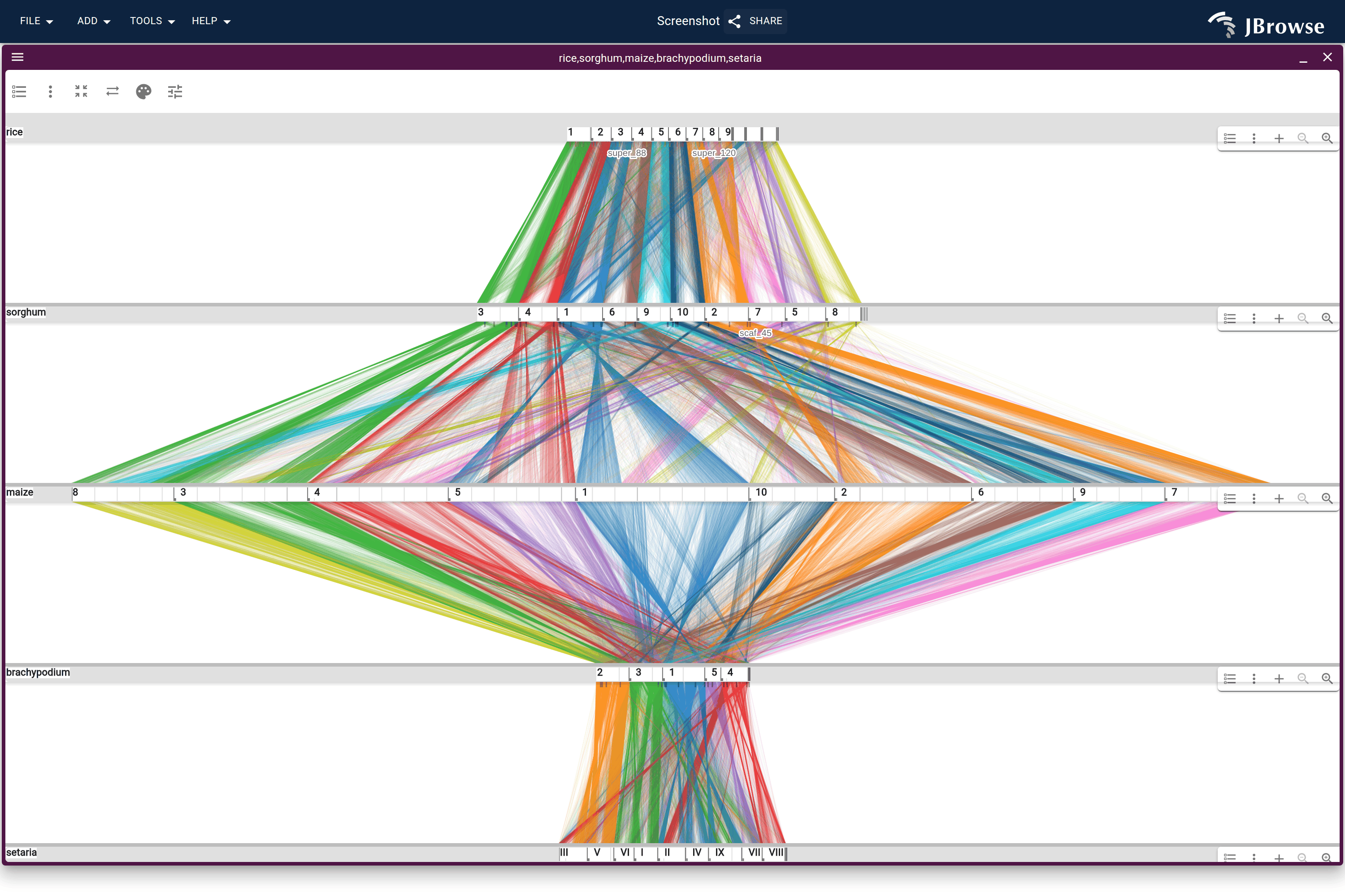 Five grass genomes stacked on OrthoFinder orthogroups: rice, sorghum, maize, brachypodium, foxtail millet. Maize's whole-genome duplication shows up as visibly more ribbons per gene in its two bands than in the non-duplicated pairs.