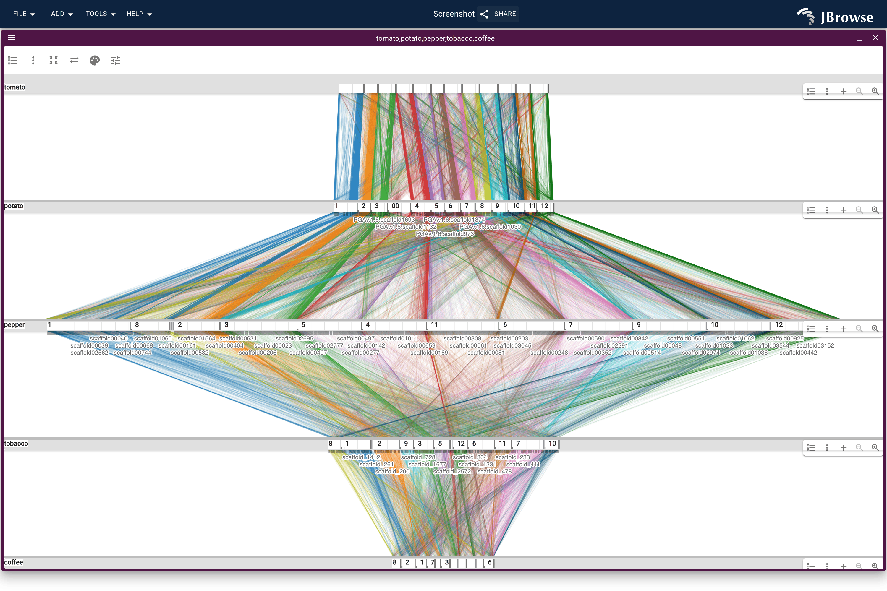 Five nightshade-family genomes stacked on OrthoFinder orthogroups: tomato, potato, pepper, Nicotiana attenuata, coffee, all on one bp per pixel. Pepper's row is by far the longest while answering tomato gene for gene, and coffee's is the shortest.
