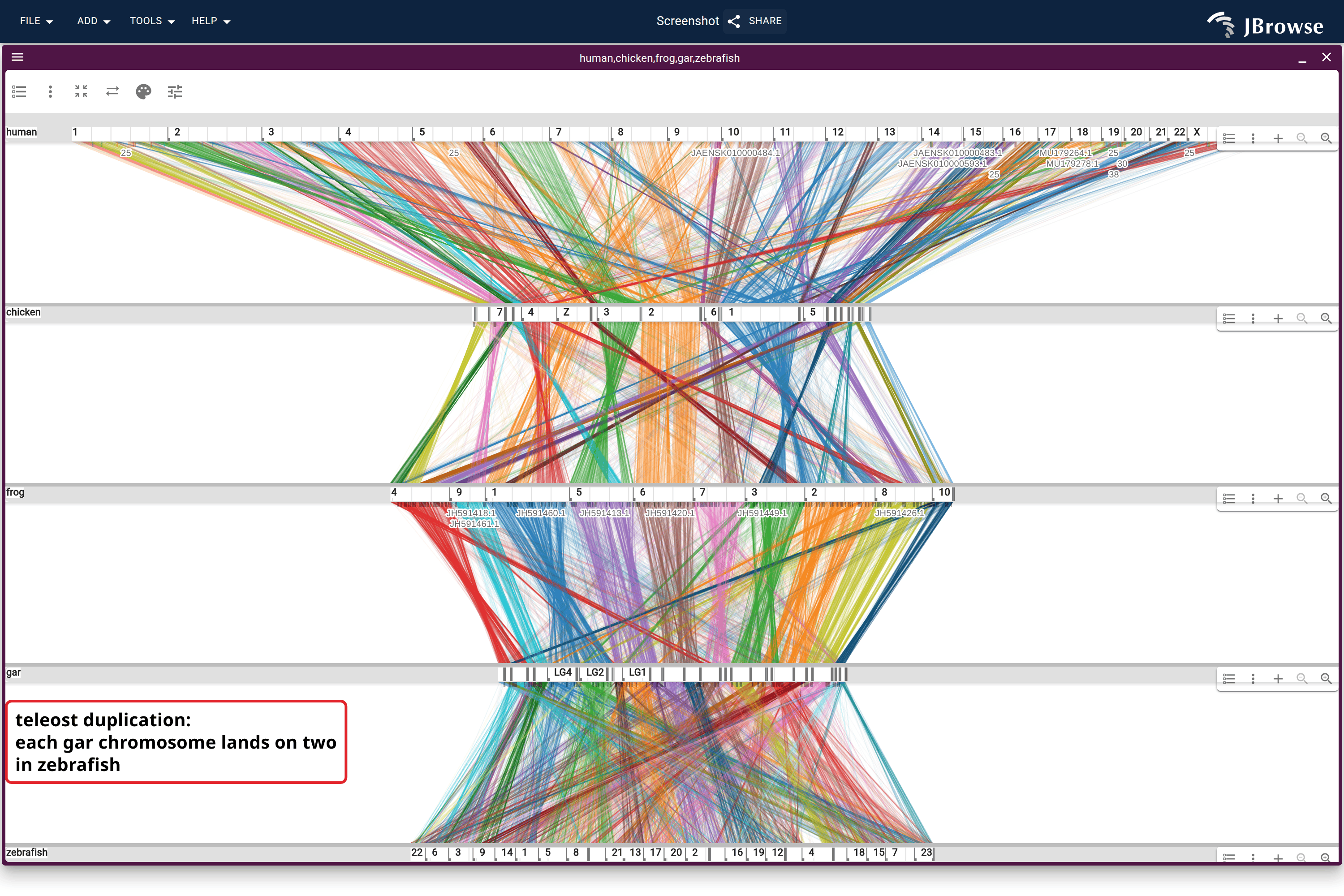 Five vertebrate genomes stacked on OrthoFinder orthogroups: human, chicken, frog, spotted gar, zebrafish, all four bands off one vertebrates_orthogroups track. Gar against zebrafish, past the teleost duplication, is the dense band.