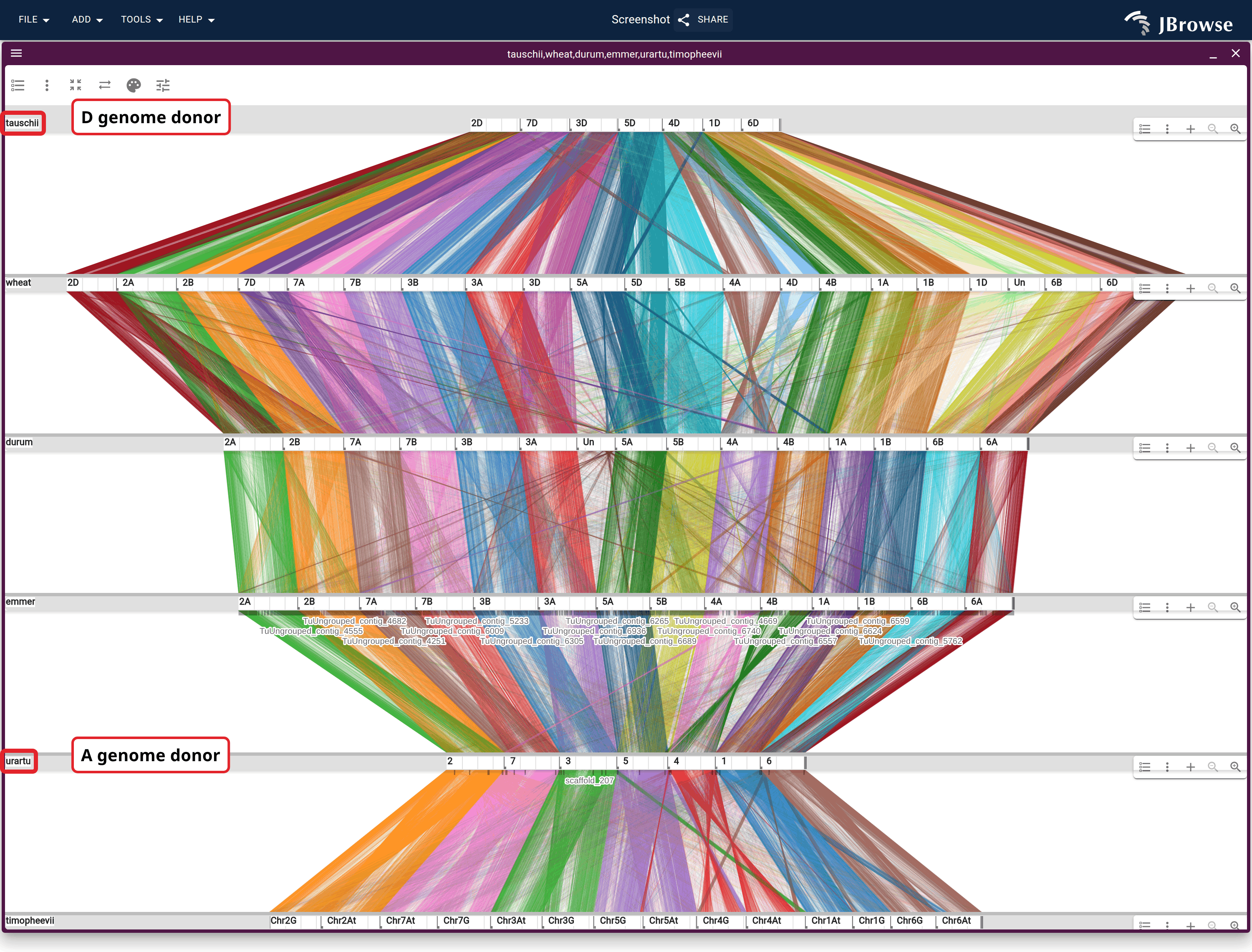 Six wheat-lineage genomes stacked on OrthoFinder orthogroups, in evolutionary order. All six rows are on one genomic scale, so a row's length is its genome size: the two diploid donors against the hexaploid they built, with the tetraploids between.