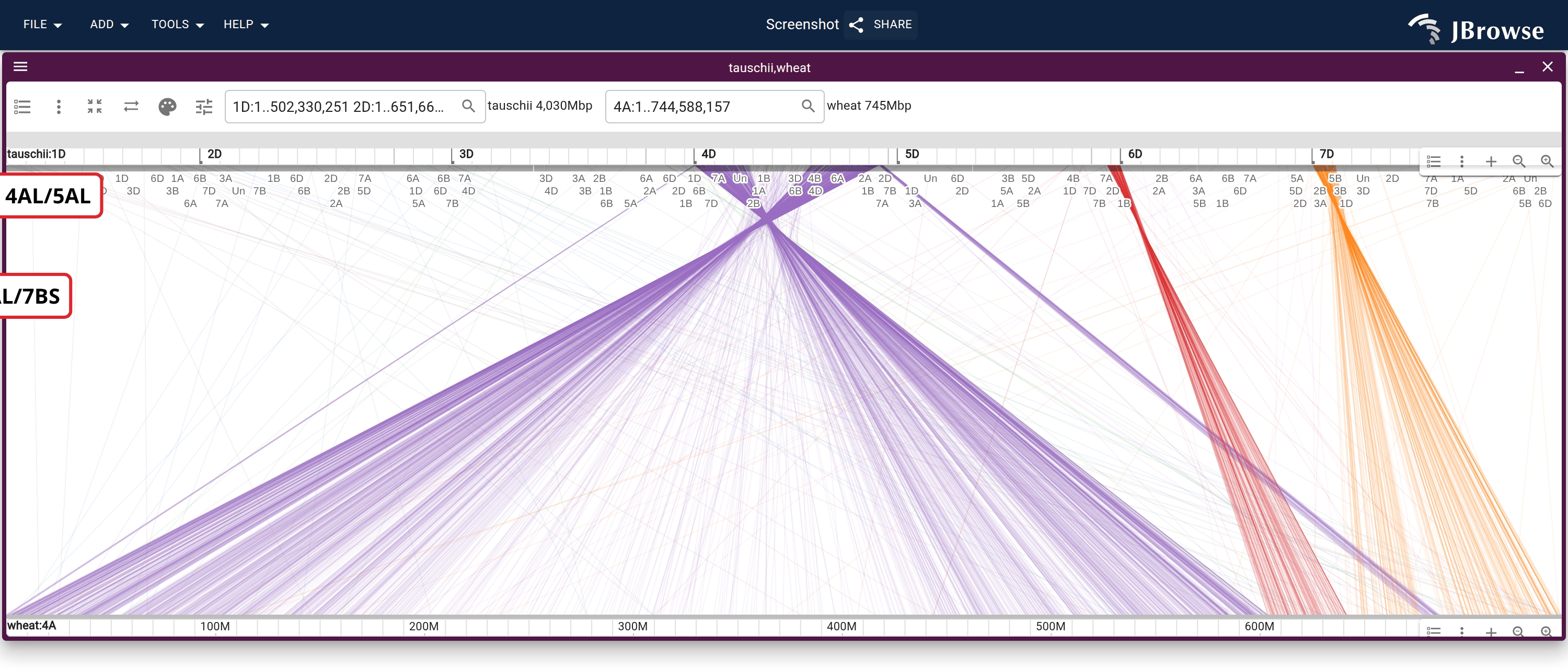 Aegilops tauschii's seven D-genome chromosomes over bread wheat chromosome 4A, from the same wheat_orthogroups track. Color by → Query gives each chromosome its own color, and 4A resolves into three blocks in order along it: 4D, then 5D, then 7D.