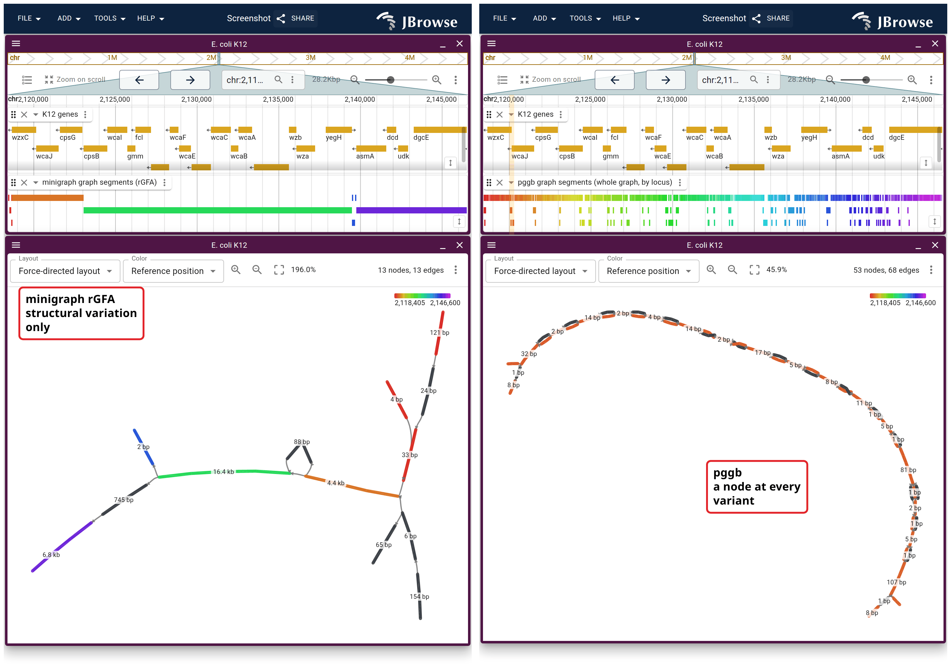 One stretch of K12 at the colanic acid cluster through both graphs, each over the window it can draw. Left, the minigraph rGFA. Right, the pggb graph, with a node at every variant.