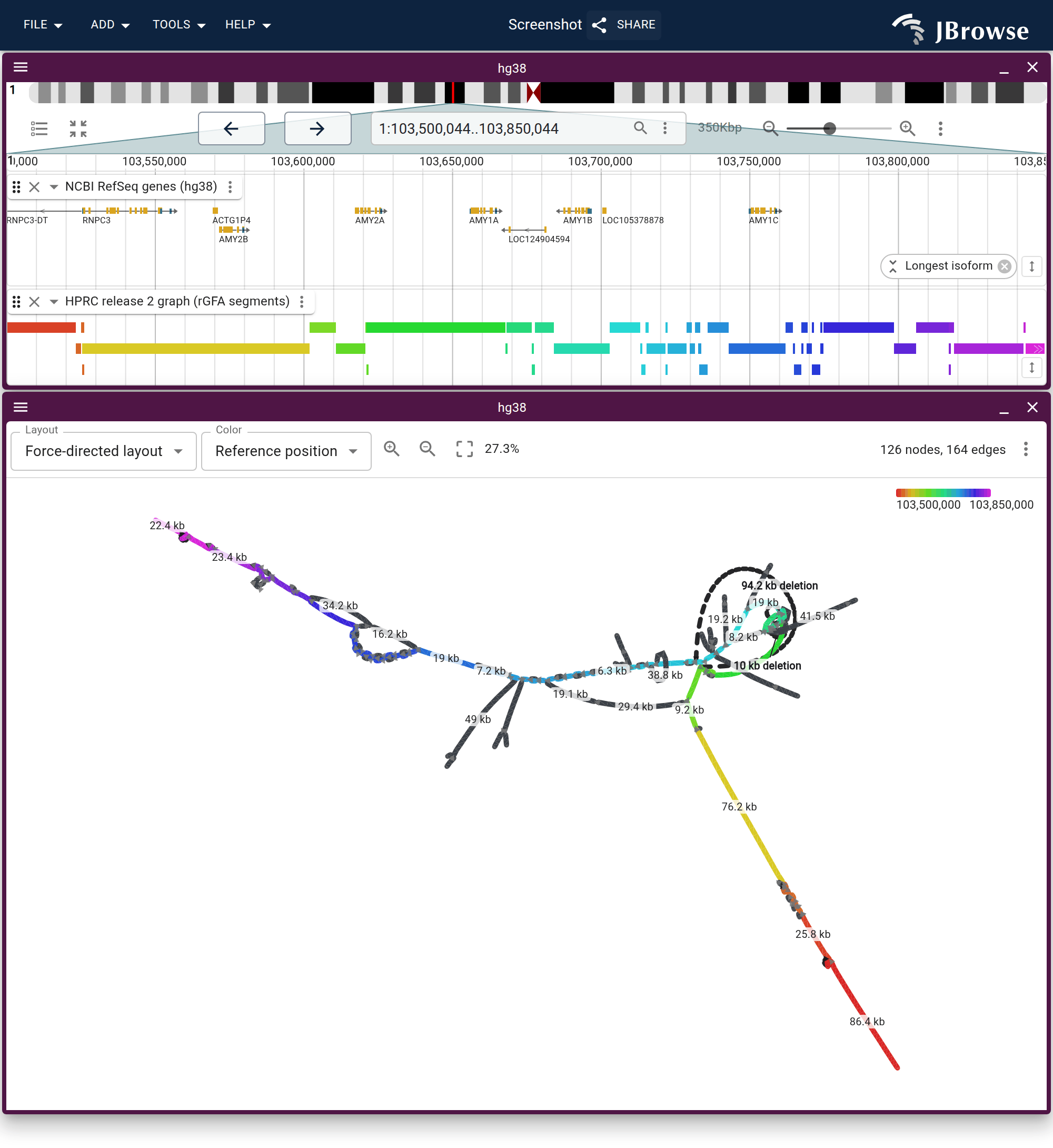 The amylase locus on chr1 as a force-directed graph, under the RefSeq genes and the rGFA segments for the same window. Every crossing is inside the amylase bubble at the end of the backbone chain.