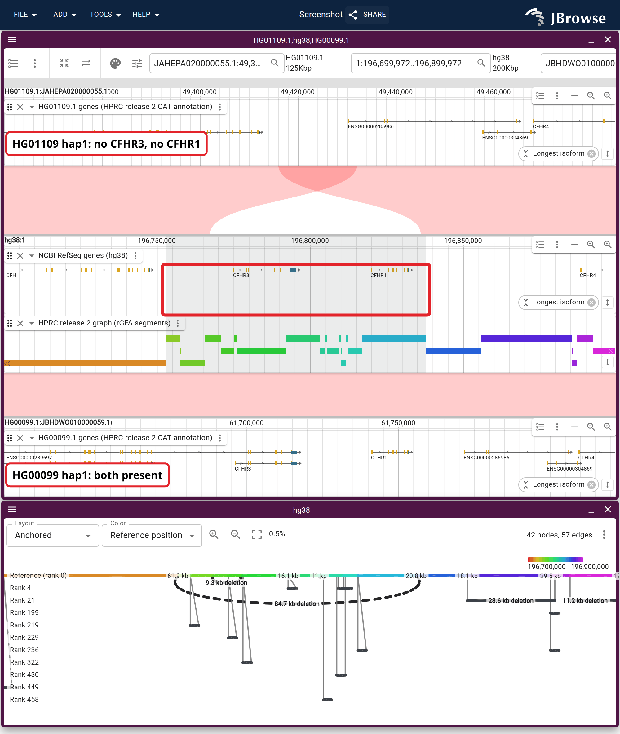 The complement factor H cluster on chr1: two HPRC haplotypes aligned to GRCh38, above the same window as an anchored graph. Each row carries its own CAT annotation, and the dashed arc under the graph's reference row spans the gap that removes CFHR3 and CFHR1.