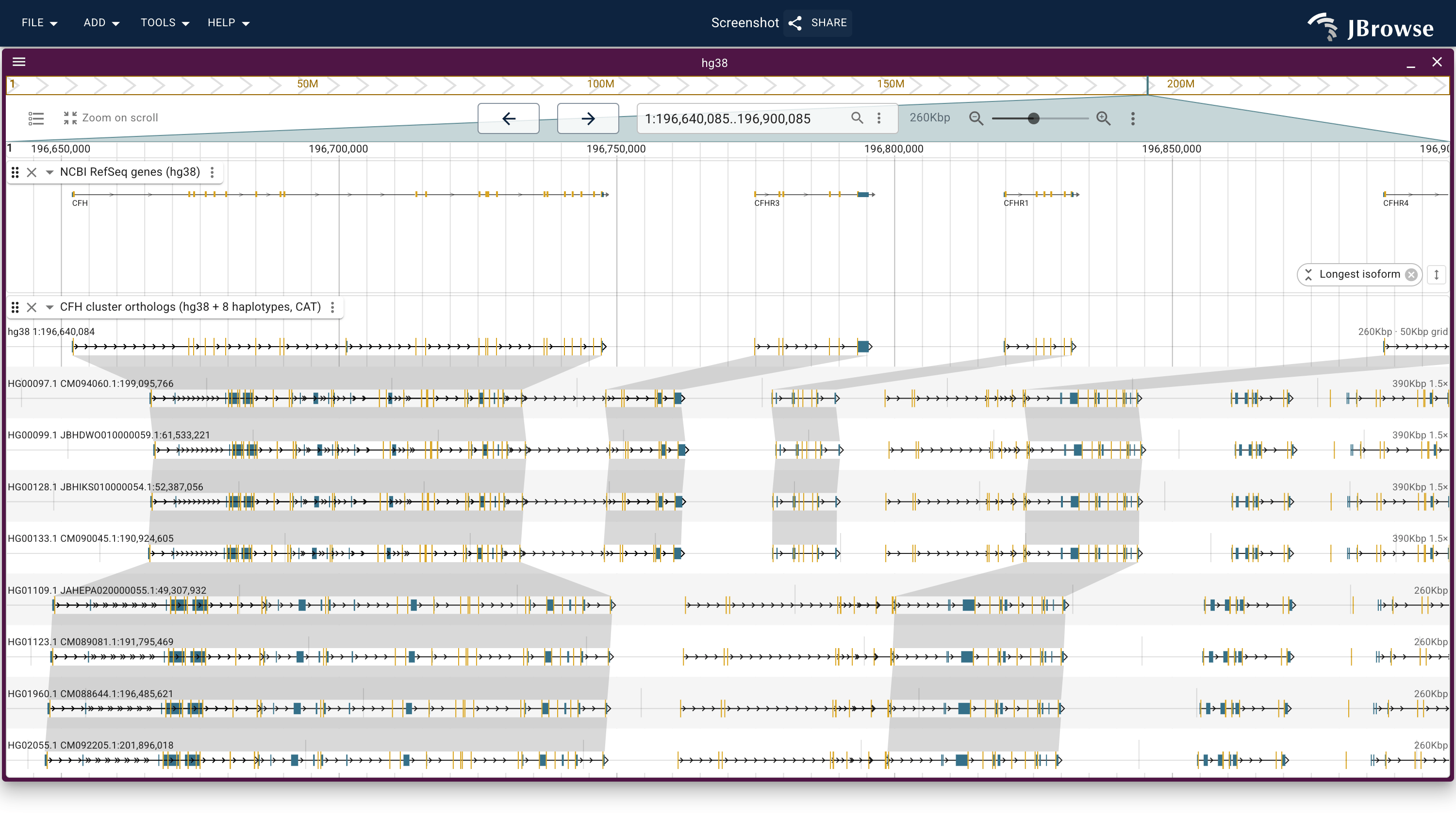 The CFH cluster on chr1 as one multi-way synteny track: hg38 genes over a lane per HPRC haplotype, each on its own contig and carrying its own CAT gene models. The CFHR3 and CFHR1 chains run through the non-carrier lanes and stop where the carriers begin, and every flanking gene's chain runs the whole way down.
