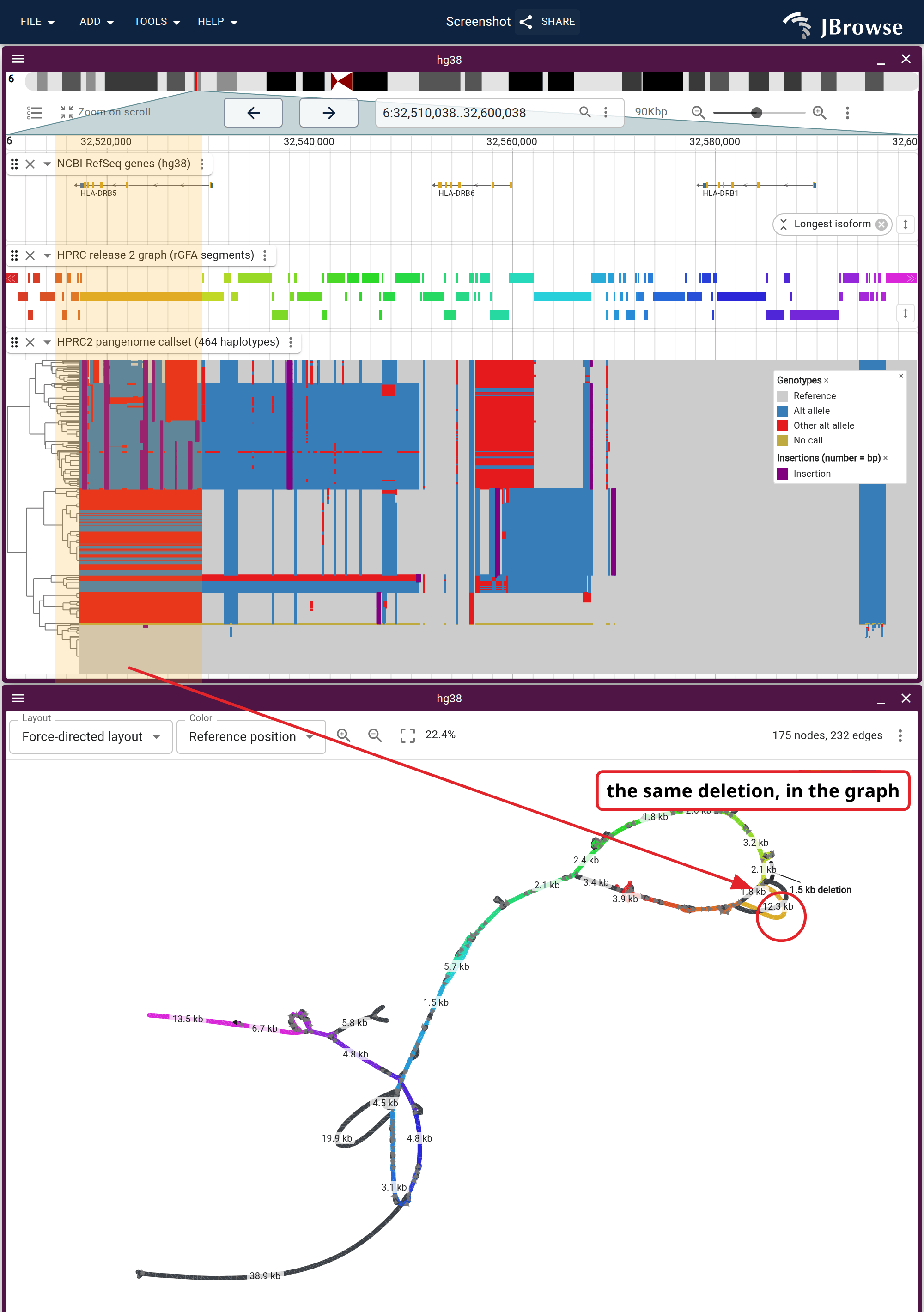 One window, both products. The band is one 14.6 kb deletion site from the callset, and the matrix below it, all 464 haplotypes clustered by genotype, colors the haplotypes carrying it. The force graph has no coordinate axis, so an arrow runs from the band to the reference node the deletion removes.