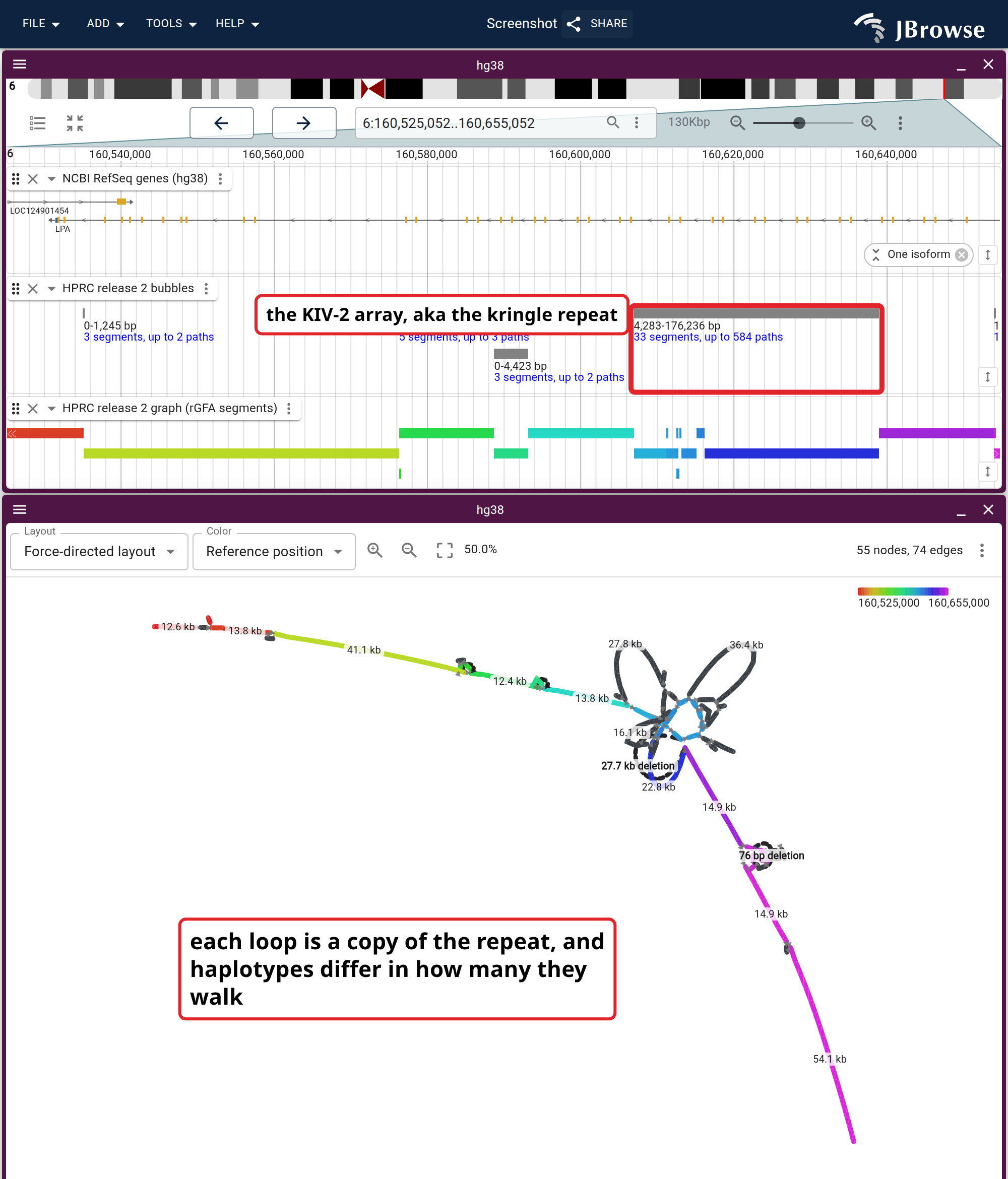 The KIV-2 repeat inside LPA as a force-directed graph, under the RefSeq genes, the bubbles lane and the rGFA segments. The bubble the lane reports across the repeat is the chain of loops below it, with one dashed arc bypassing the reference between two of them.