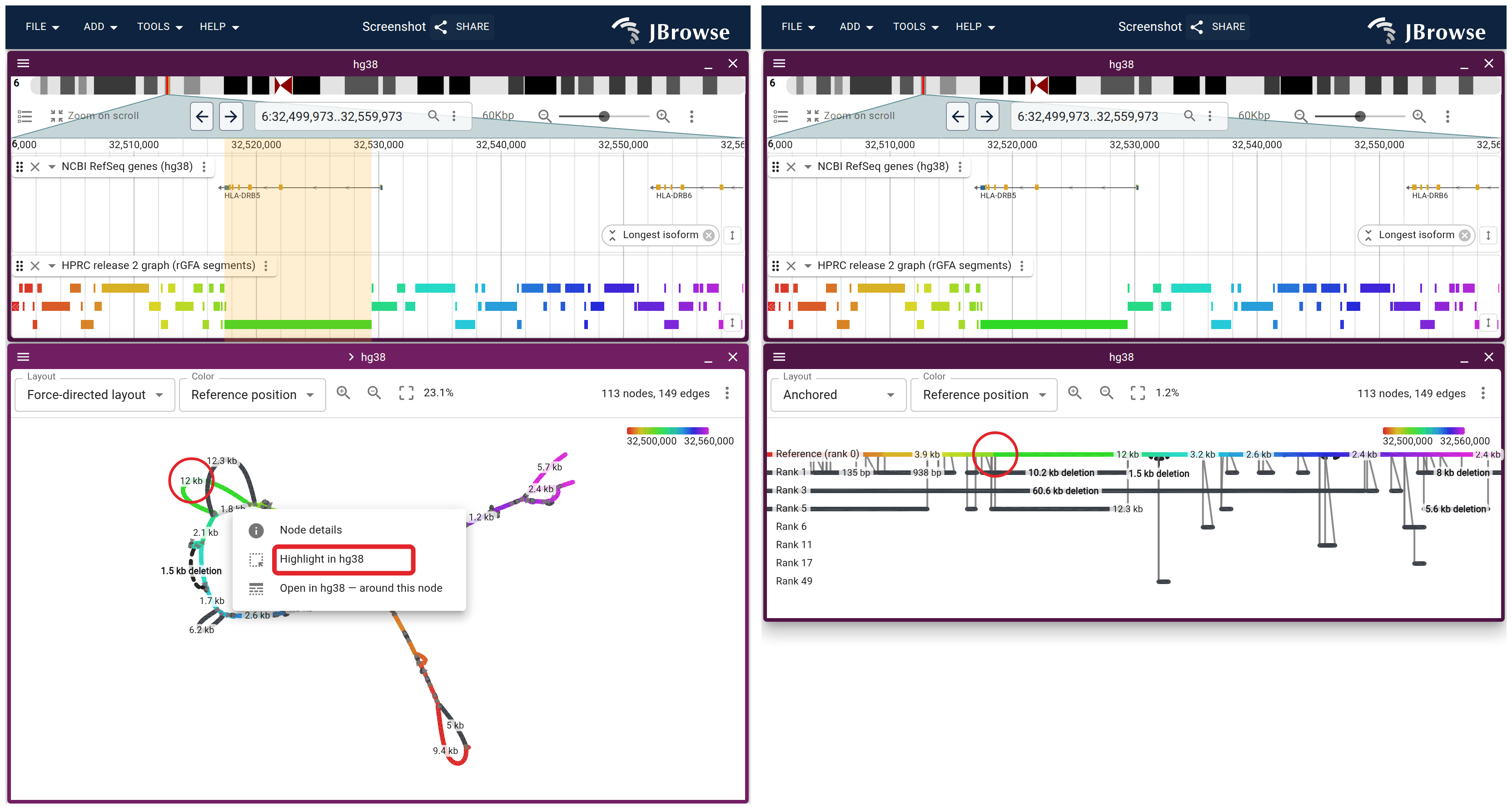One MHC class II subgraph drawn both ways, same window and same tracks above it. Left, force-directed. Right, anchored: every x is a GRCh38 coordinate, so each allele hangs below where it attaches.