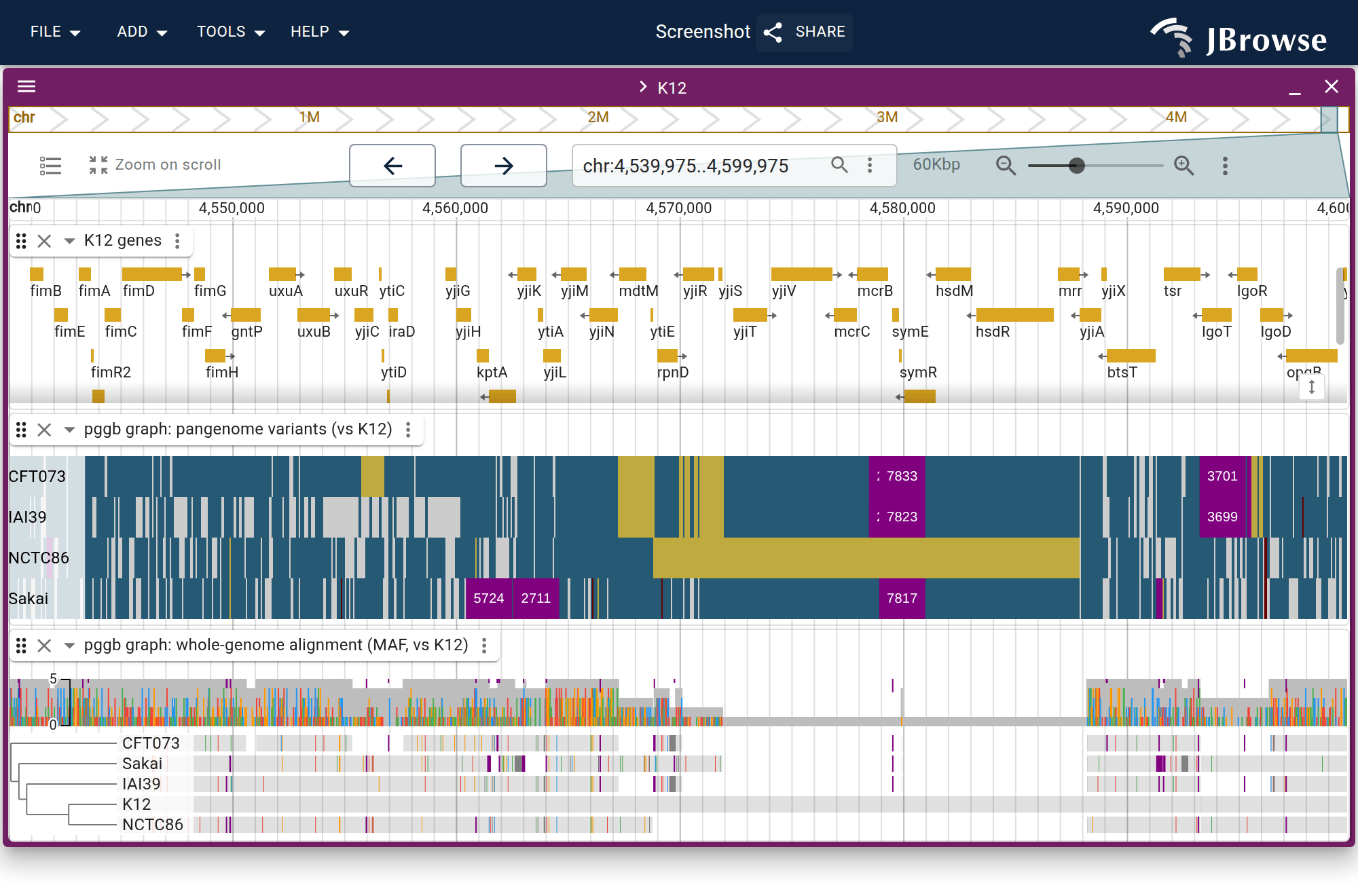 The graph's whole-genome alignment projected onto K12, one row per strain in the tree's order, with the variant calls above. A blank row is a strain with no alignment to K12 there.