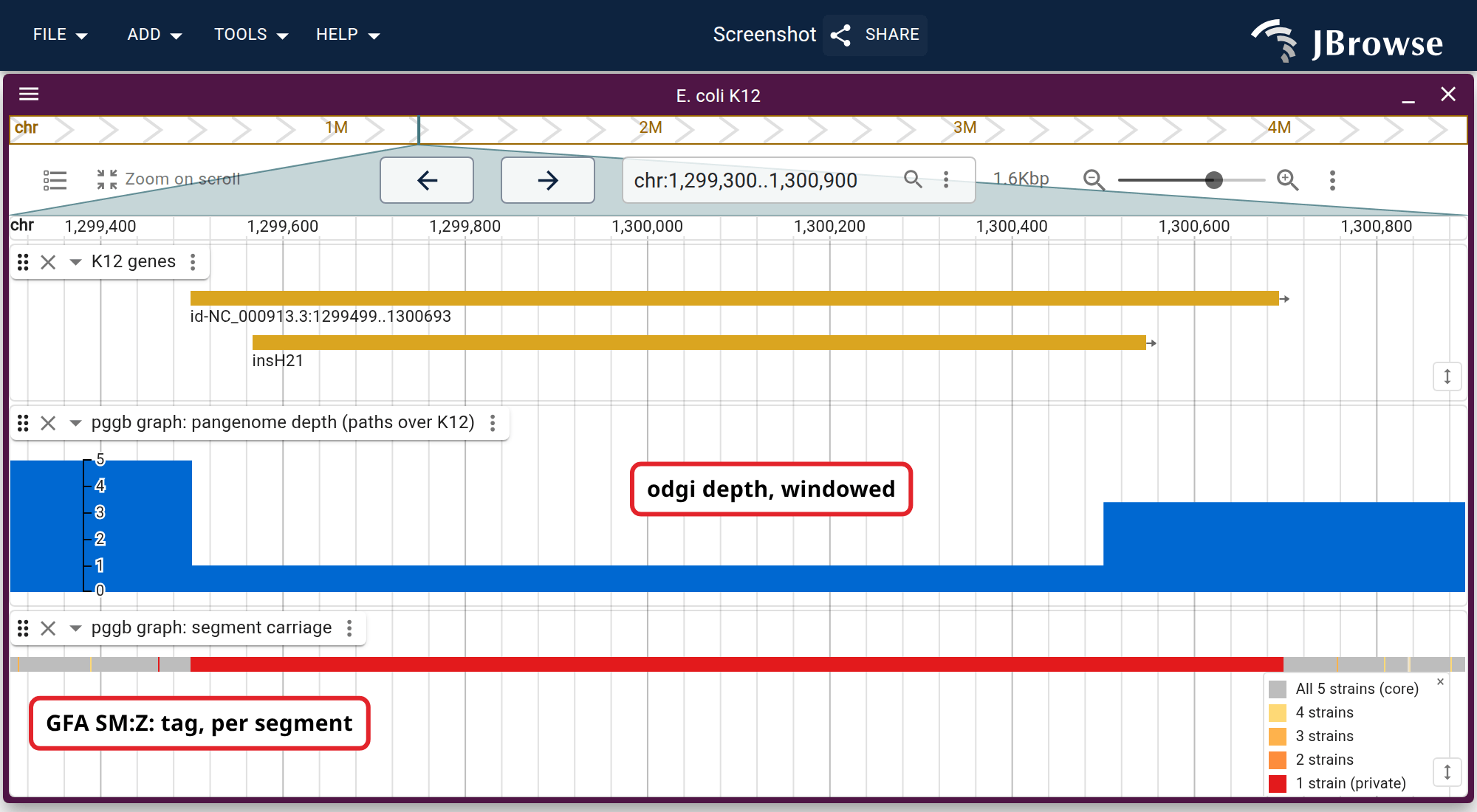 Who carries the IS5 element at K12 chr:1,299,499-1,300,693. The carriage lane is a feature track colored by a jexl expression over the GFA SM:Z: tag, so the red box is a segment K12 alone walks.